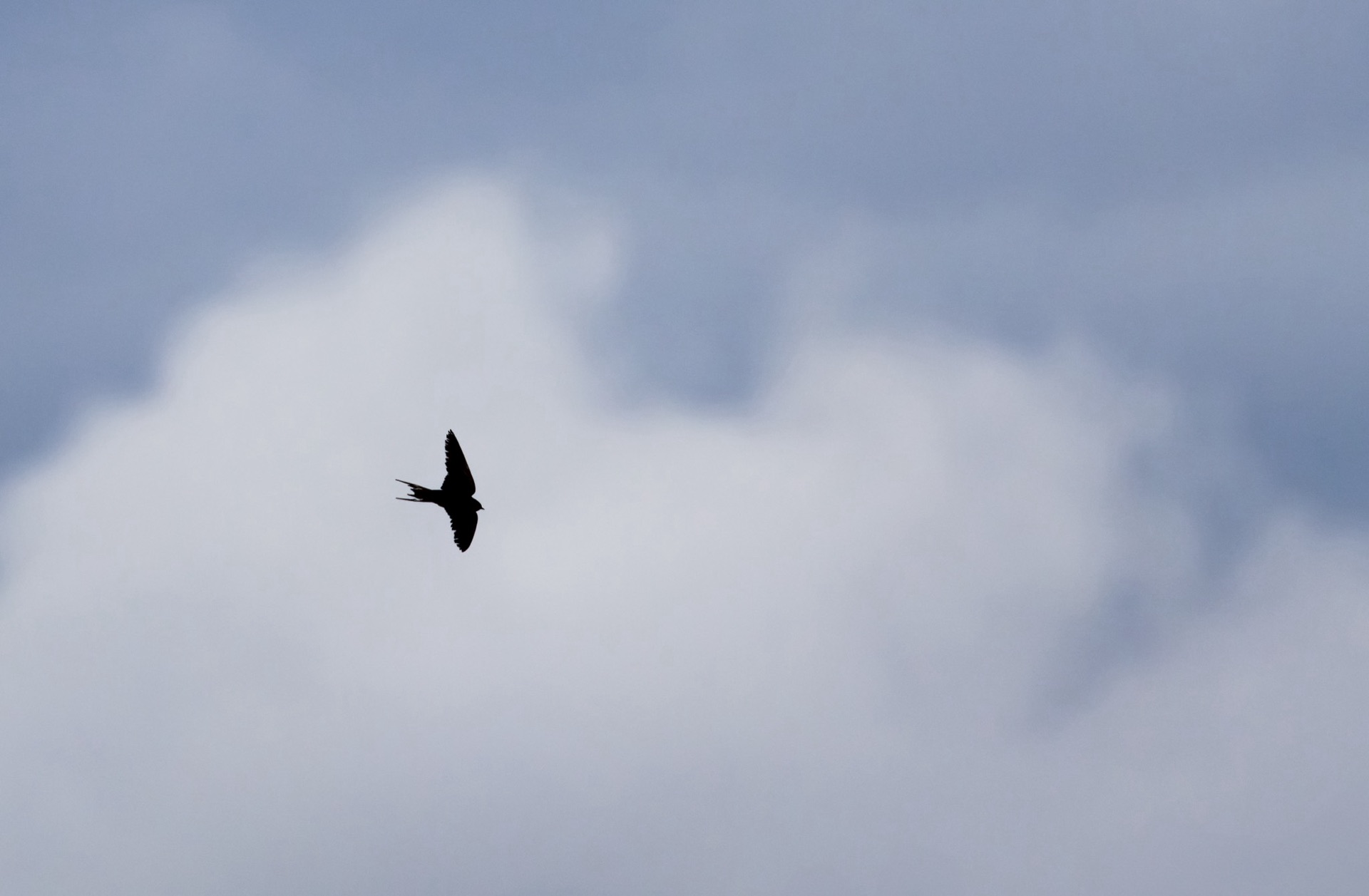 Barn Swallow