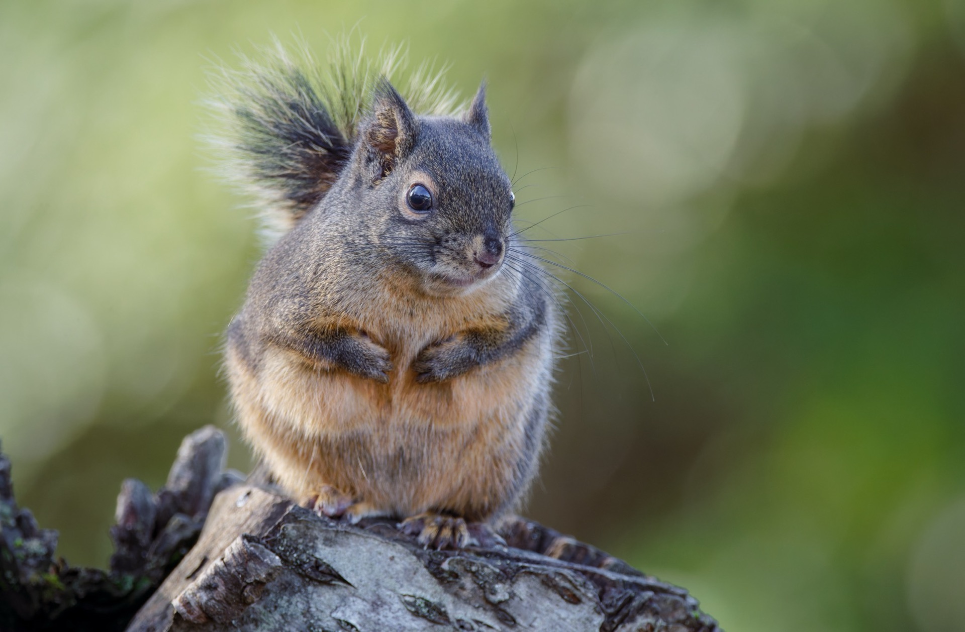 Douglas Squirrel