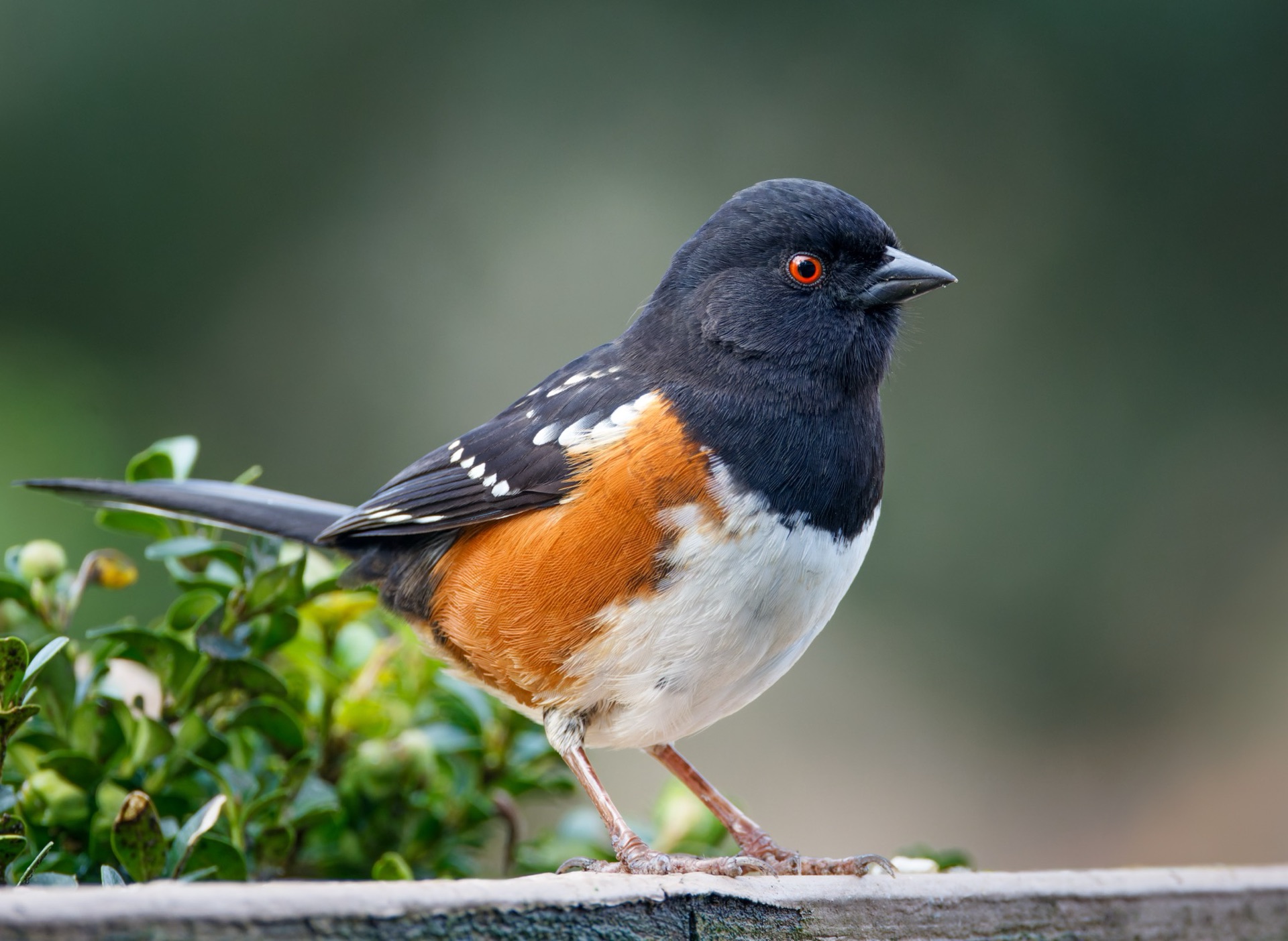 Spotted Towhee