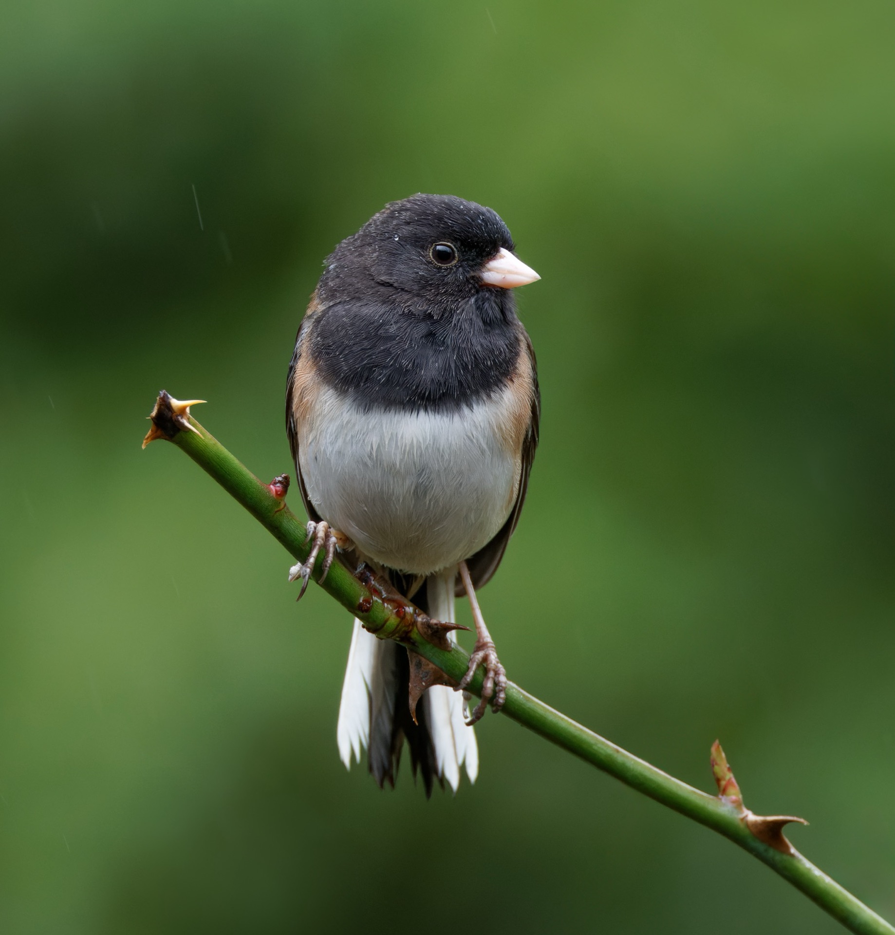 Dark-eyed Junco