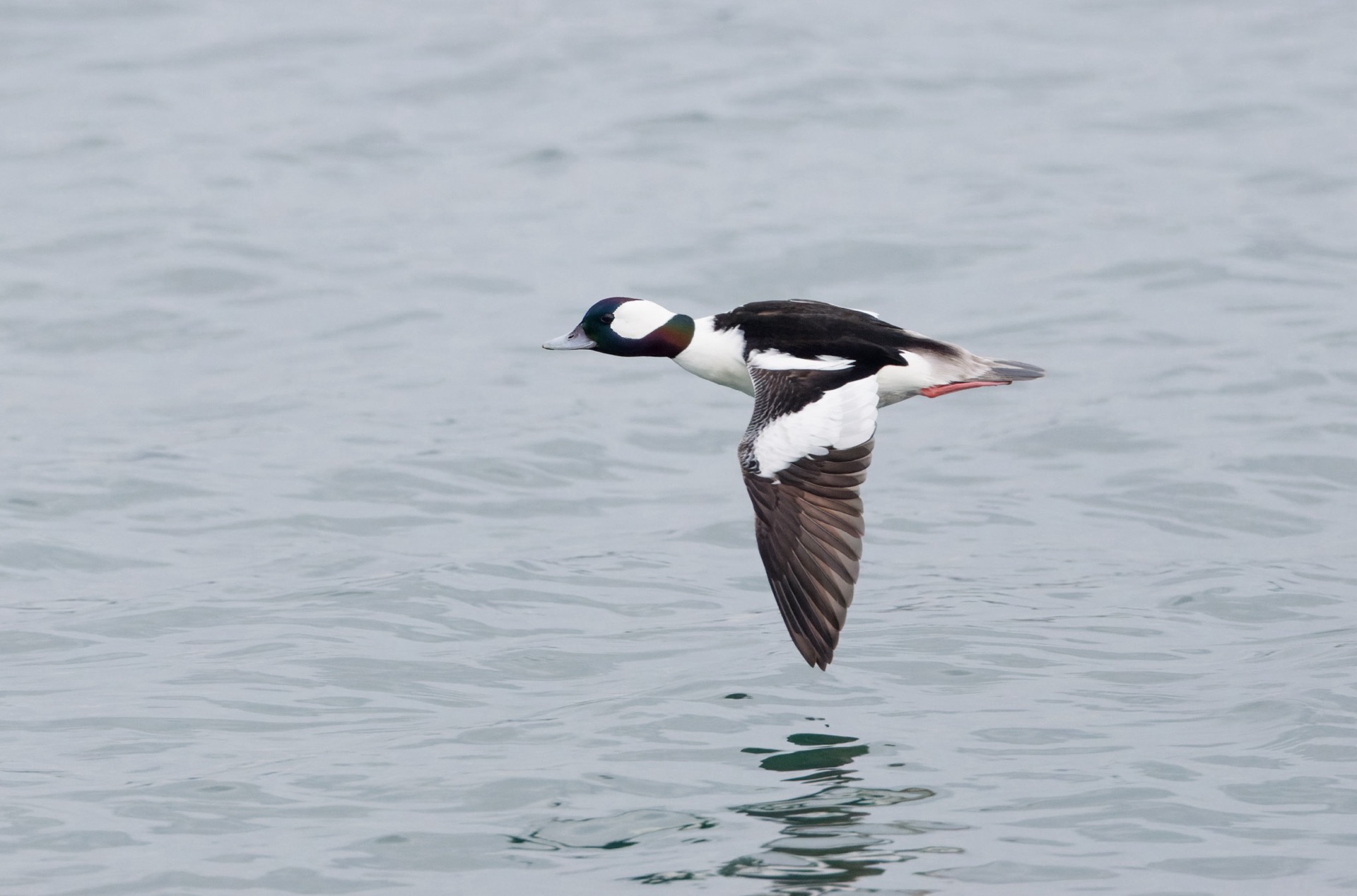 Bufflehead