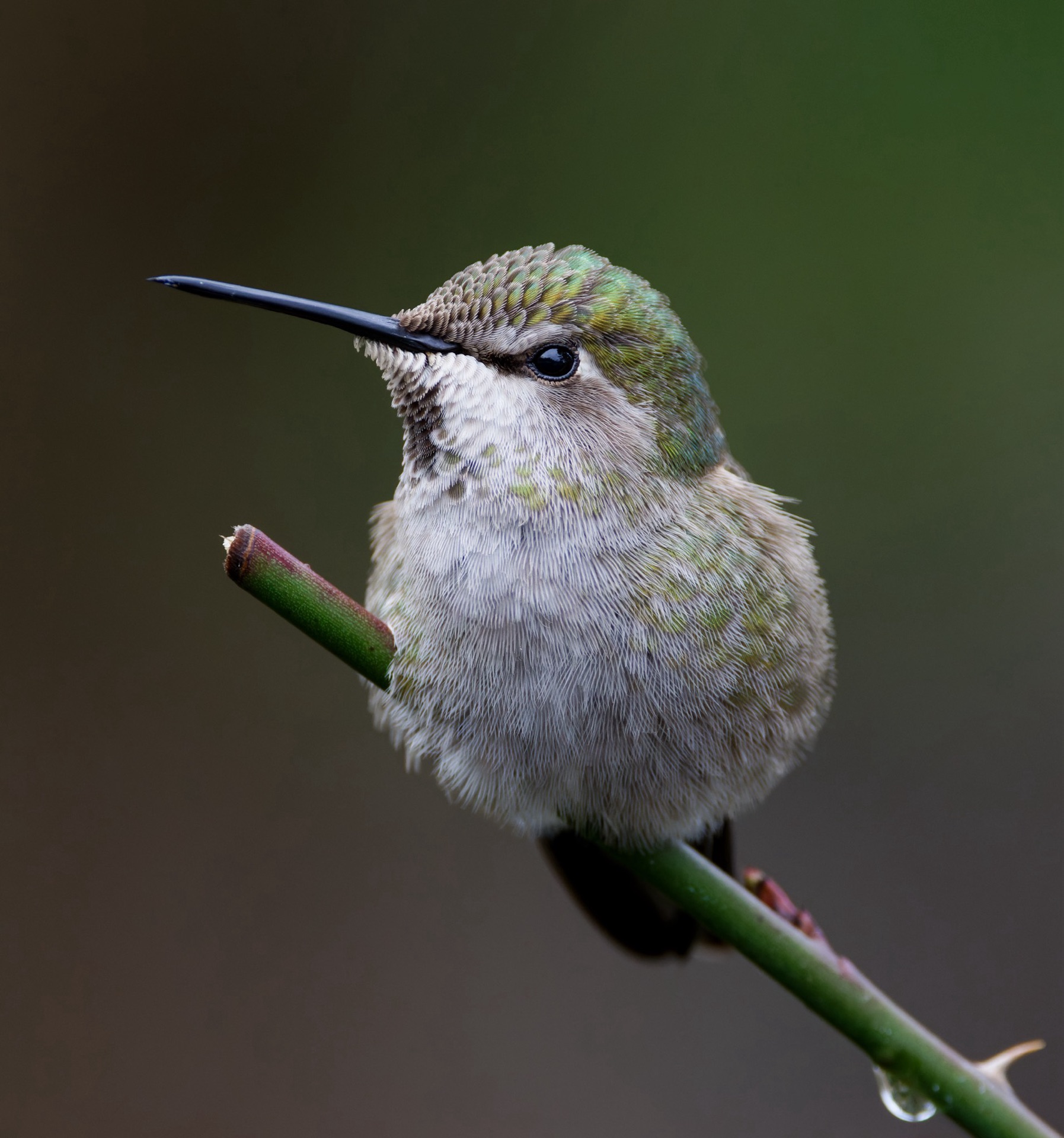 Anna's Hummingbird