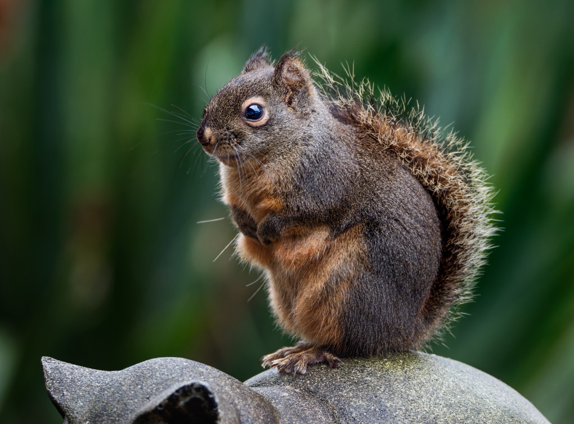Douglas Squirrel