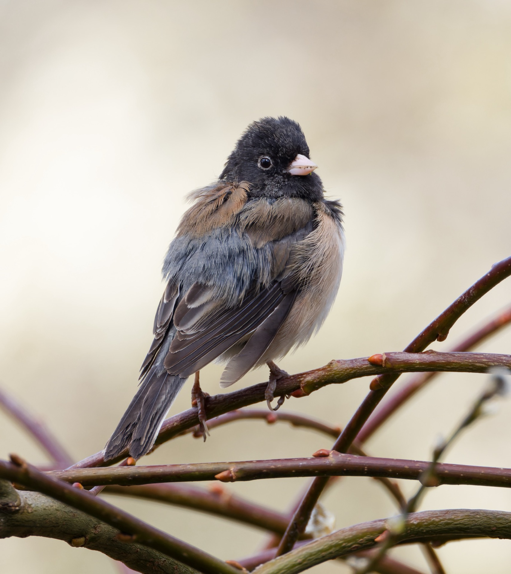 Dark-eyed Junco