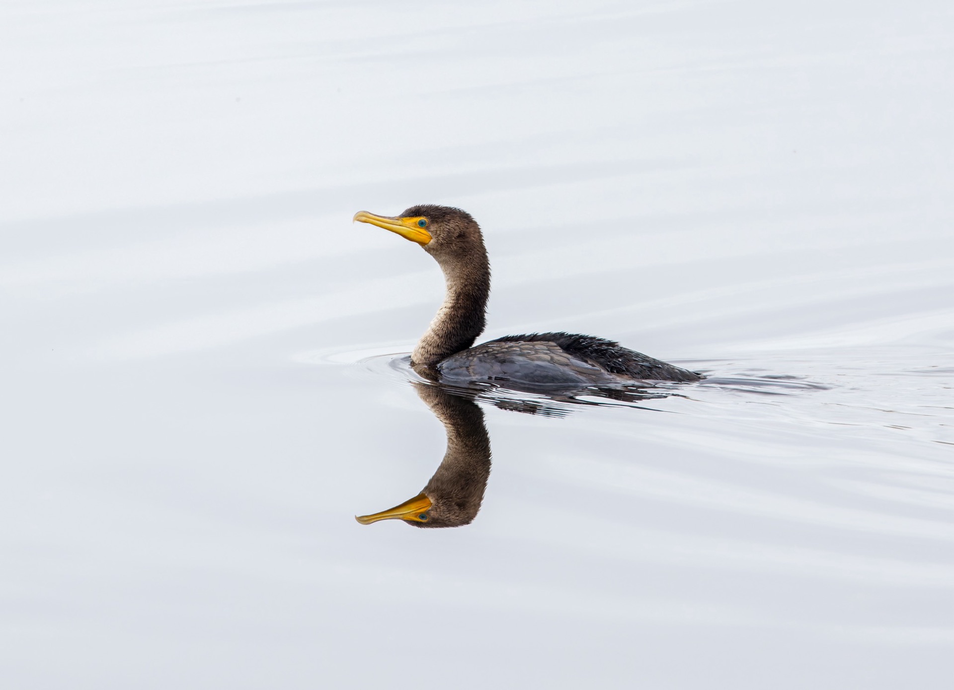 Double-crested Cormorant