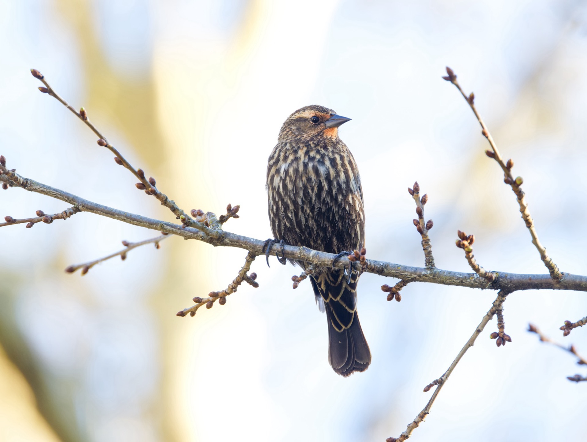 Red-winged Blackbird