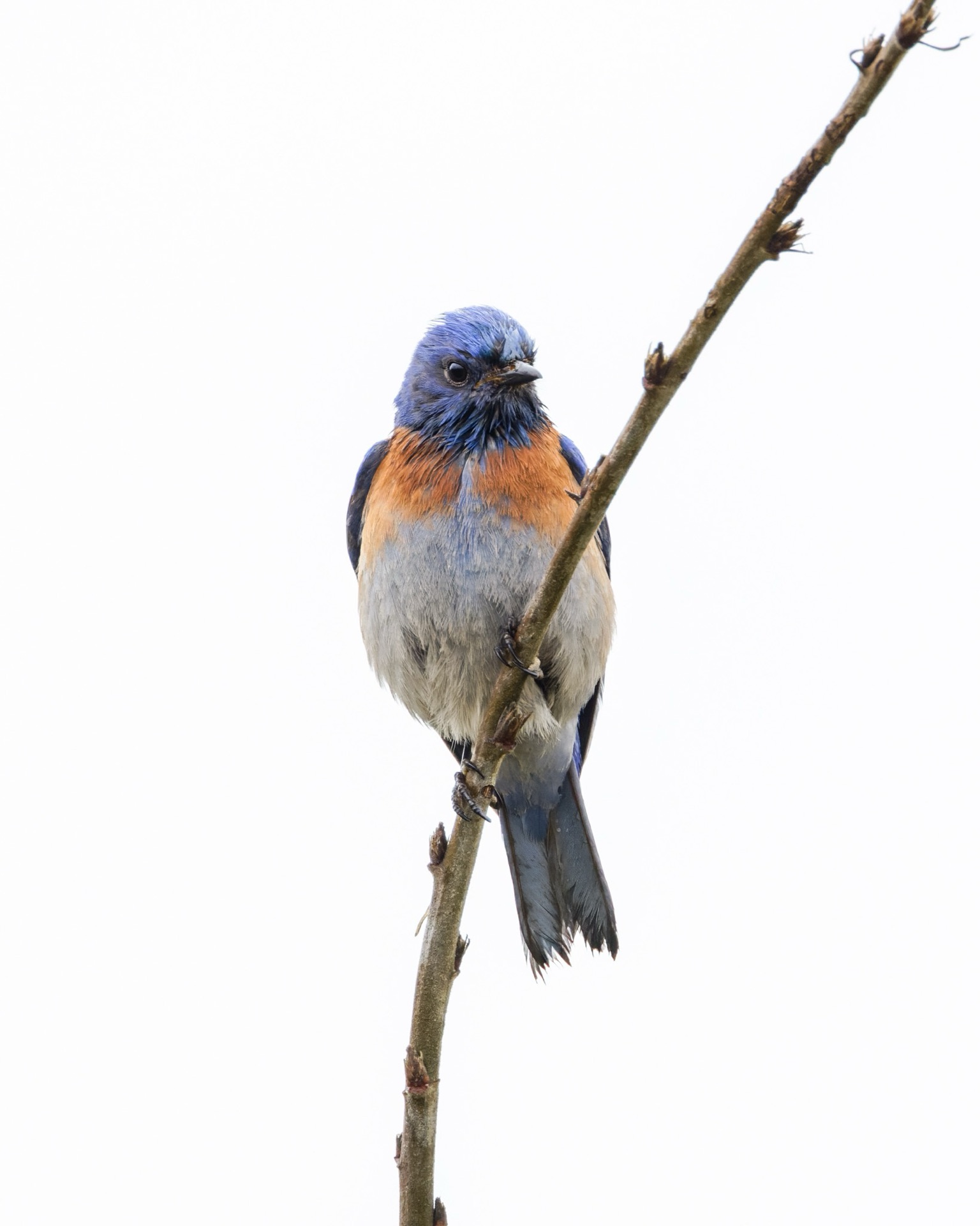 Western Bluebird