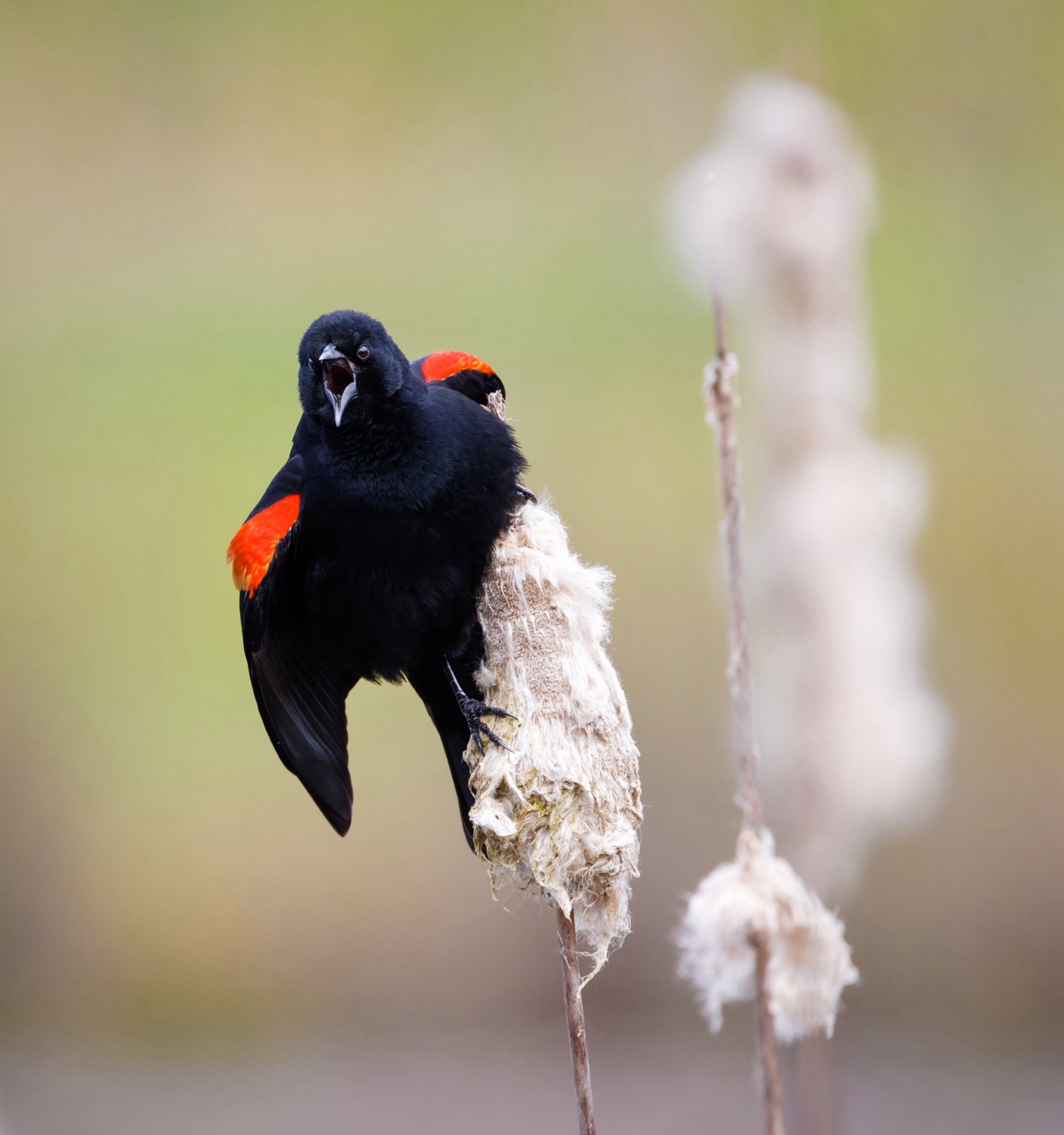 Red-winged Blackbird