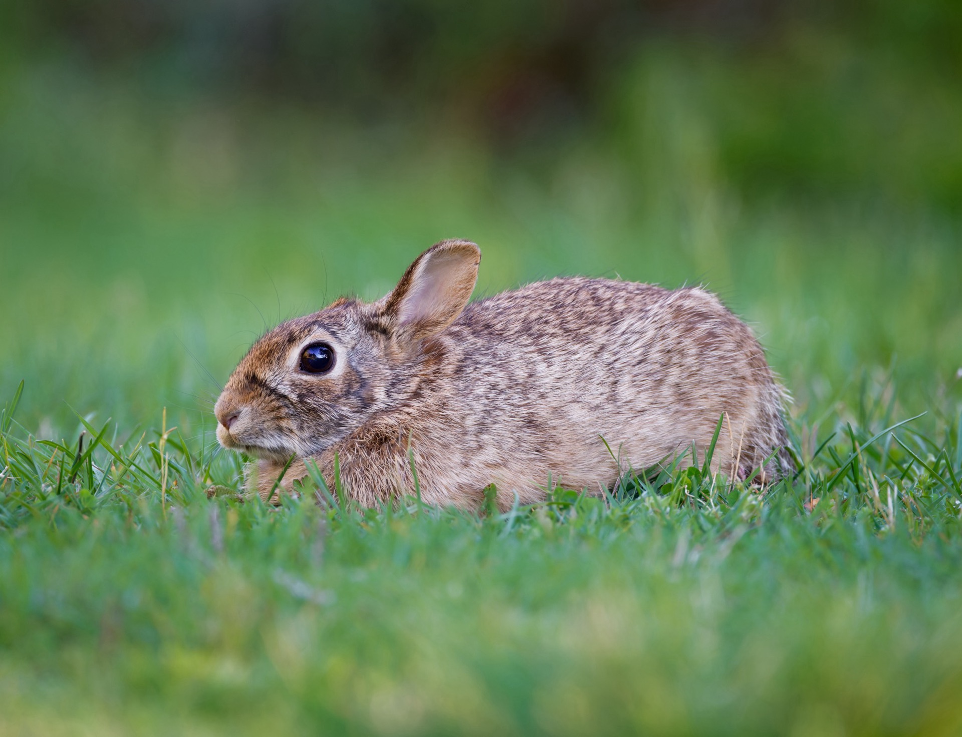 Eastern Cottontail
