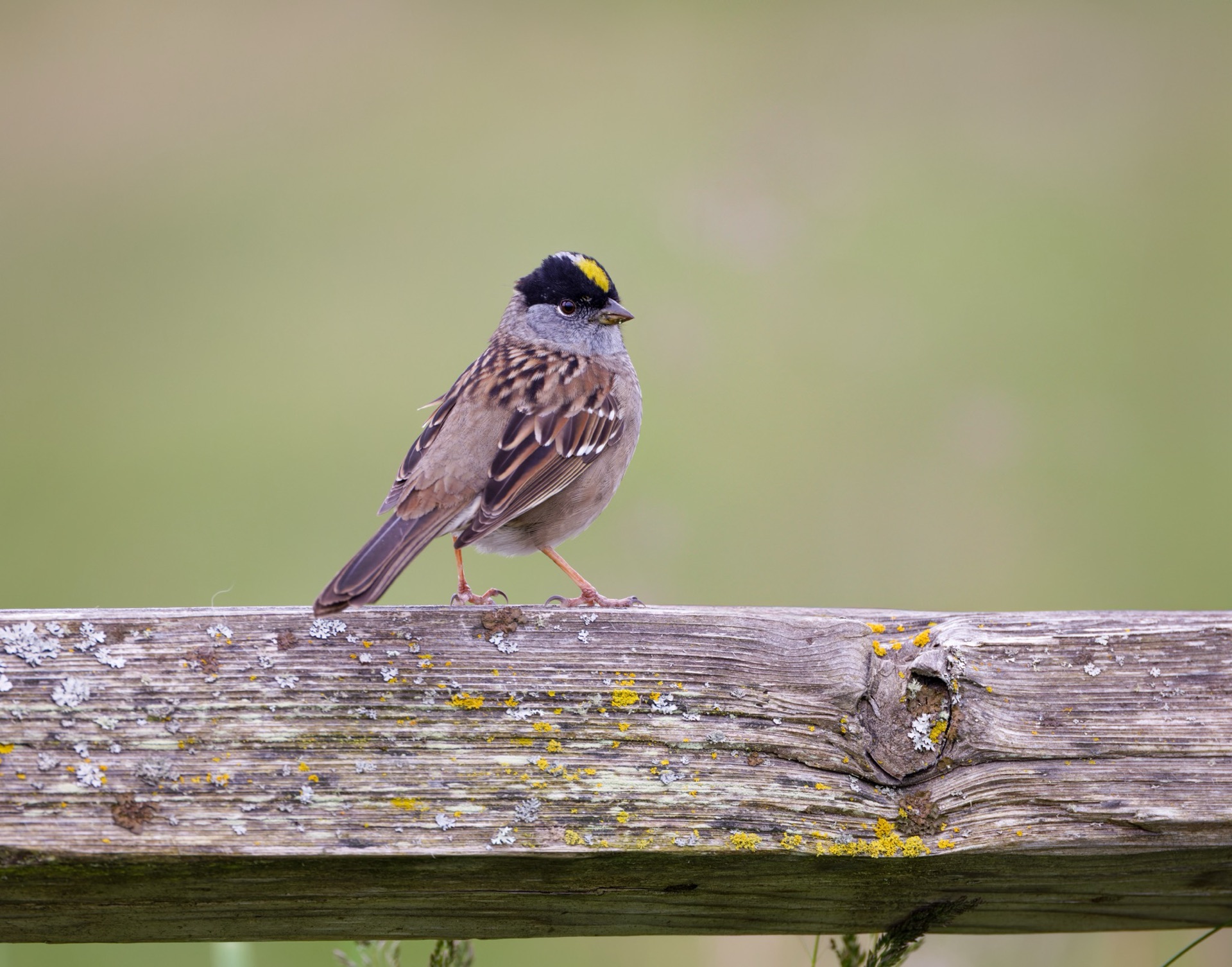 Golden-crowned Sparrow