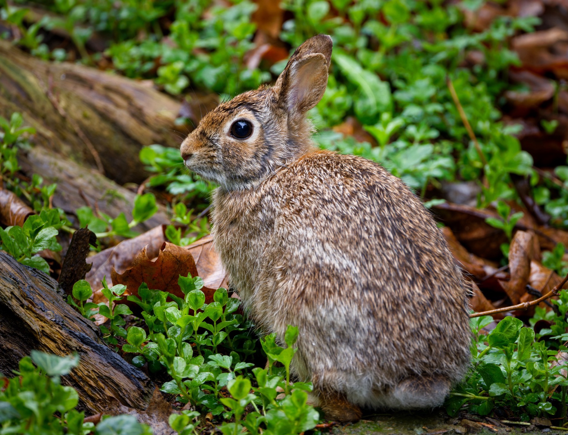 Eastern Cottontail