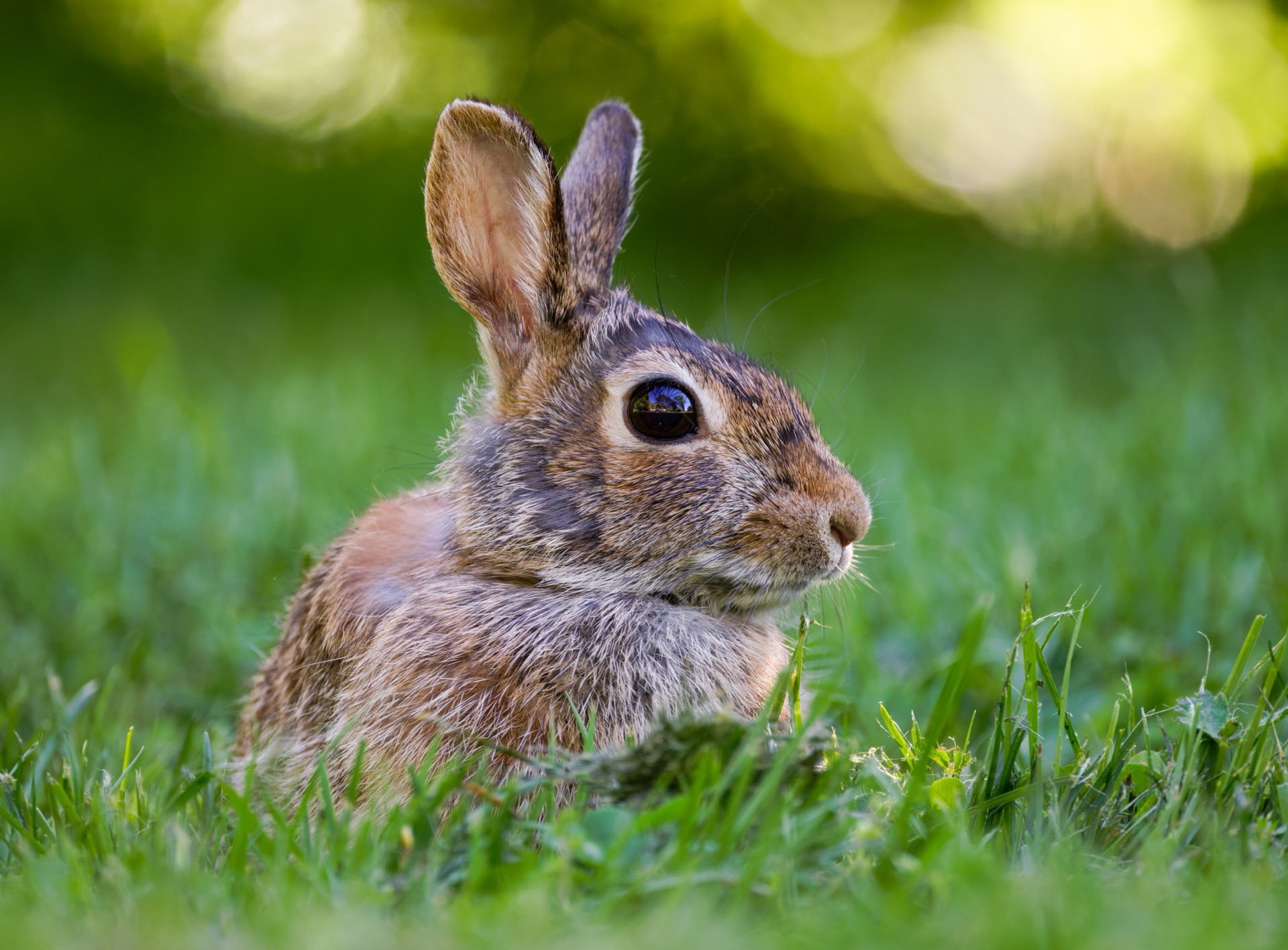 Eastern Cottontail