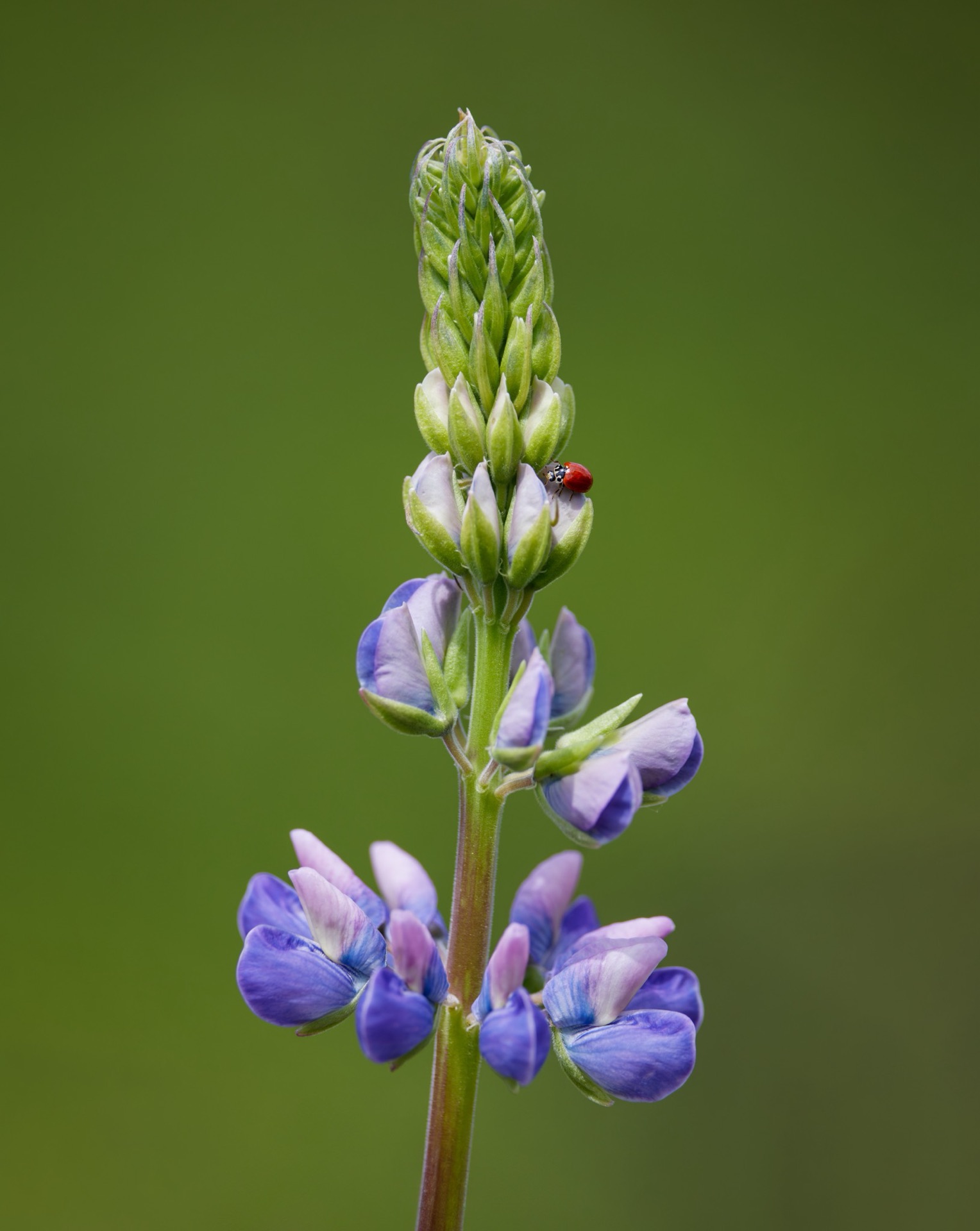 Western Blood-red Lady Beetle