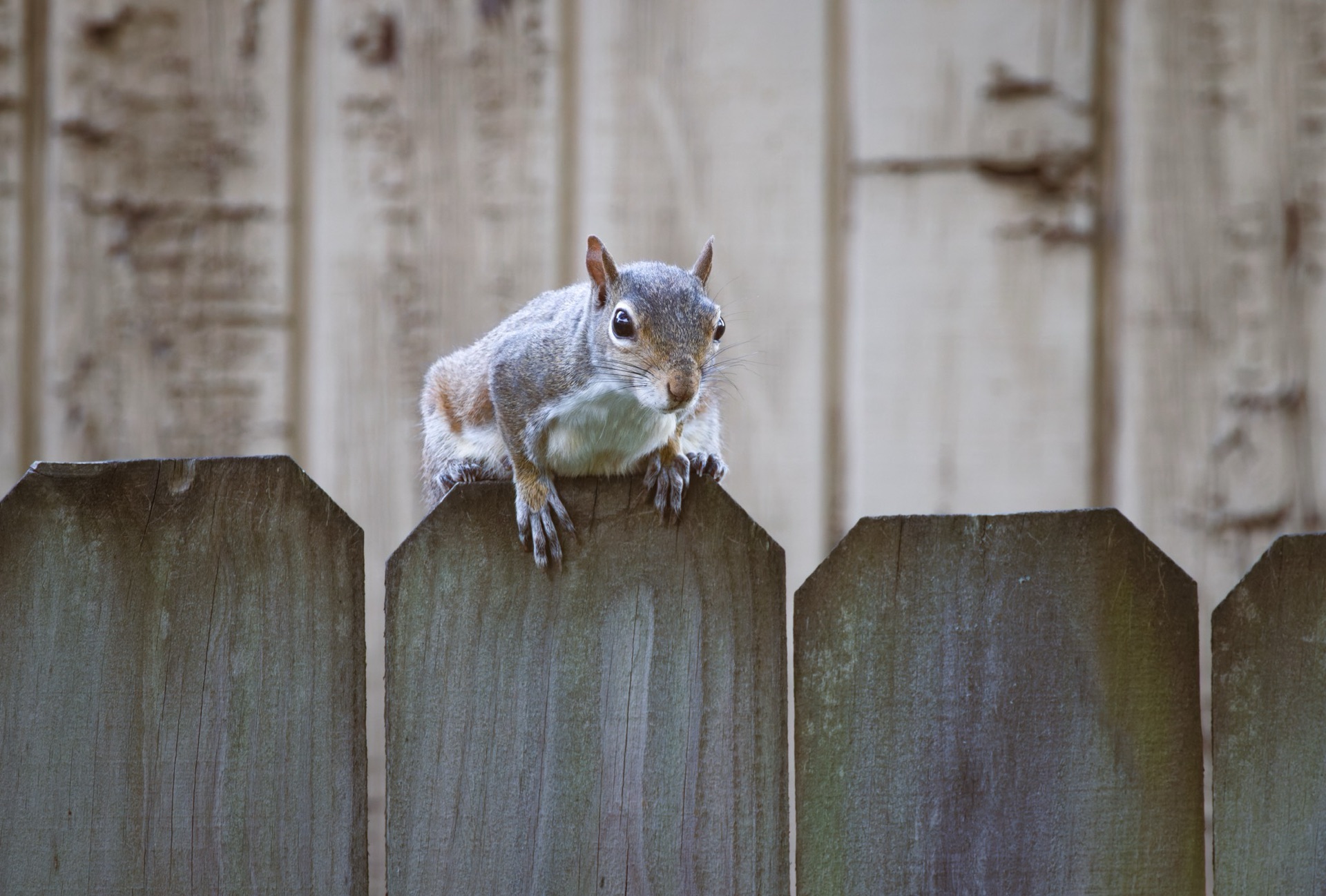 Eastern Gray Squirrel