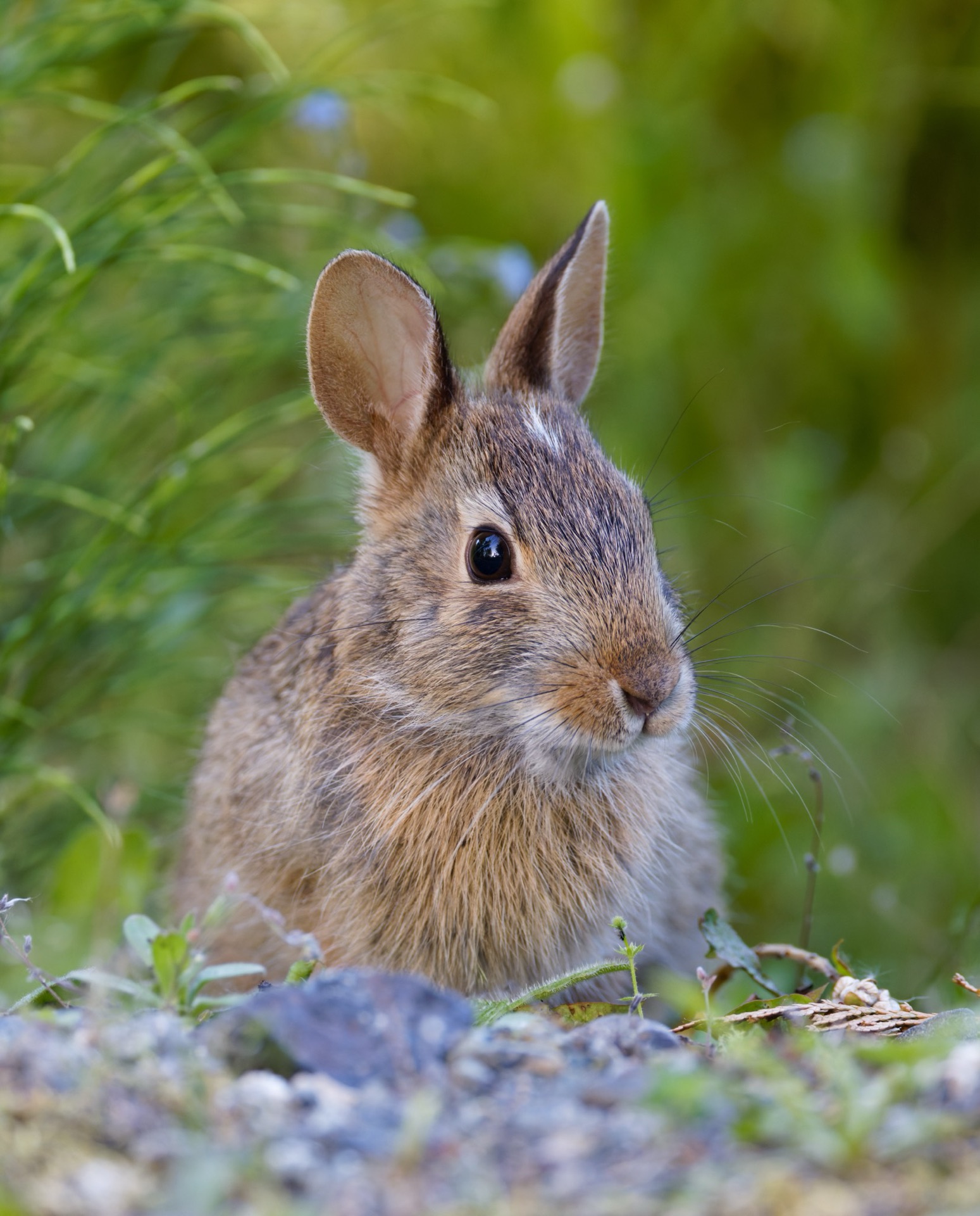 Eastern Cottontail