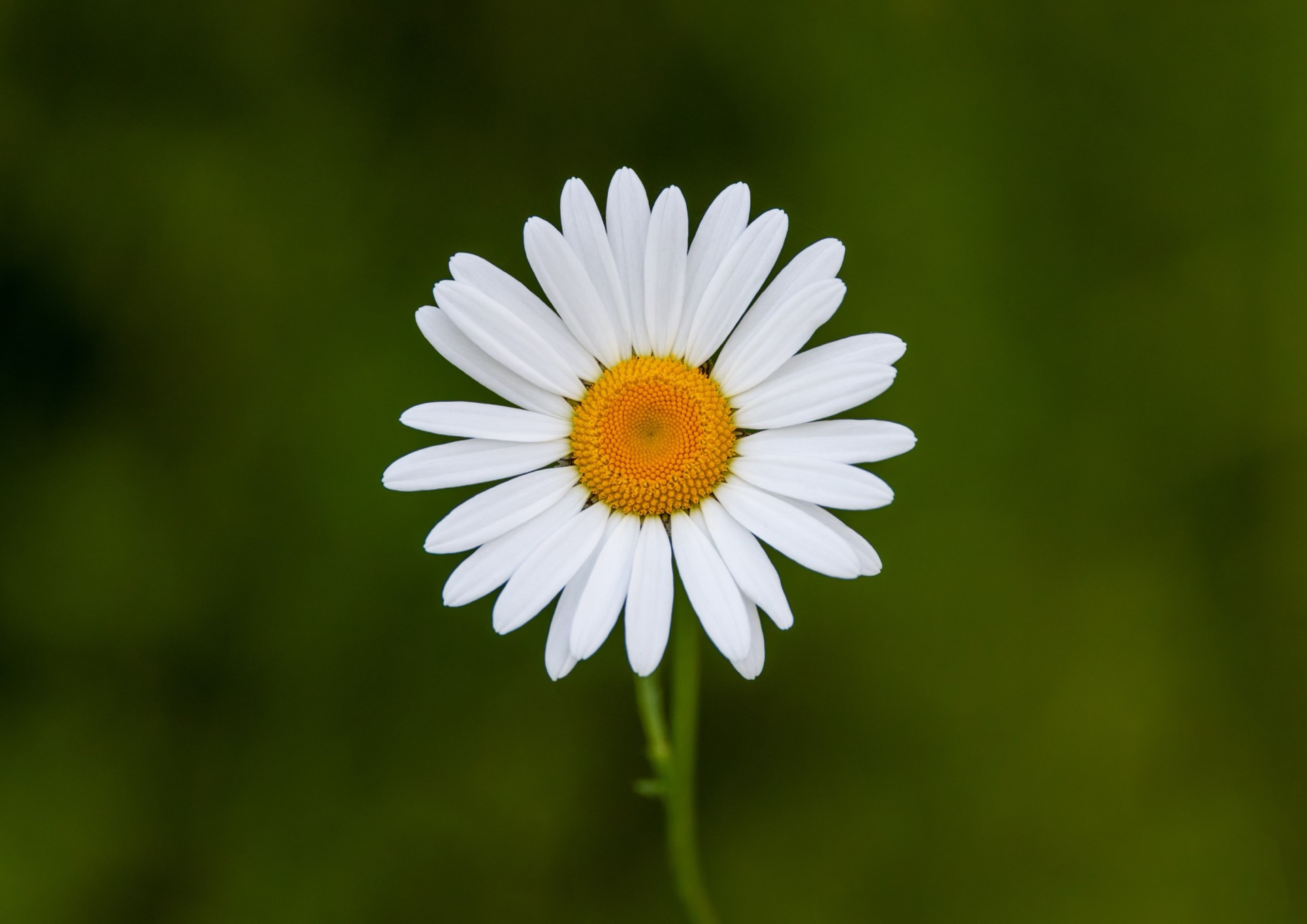 Daisy