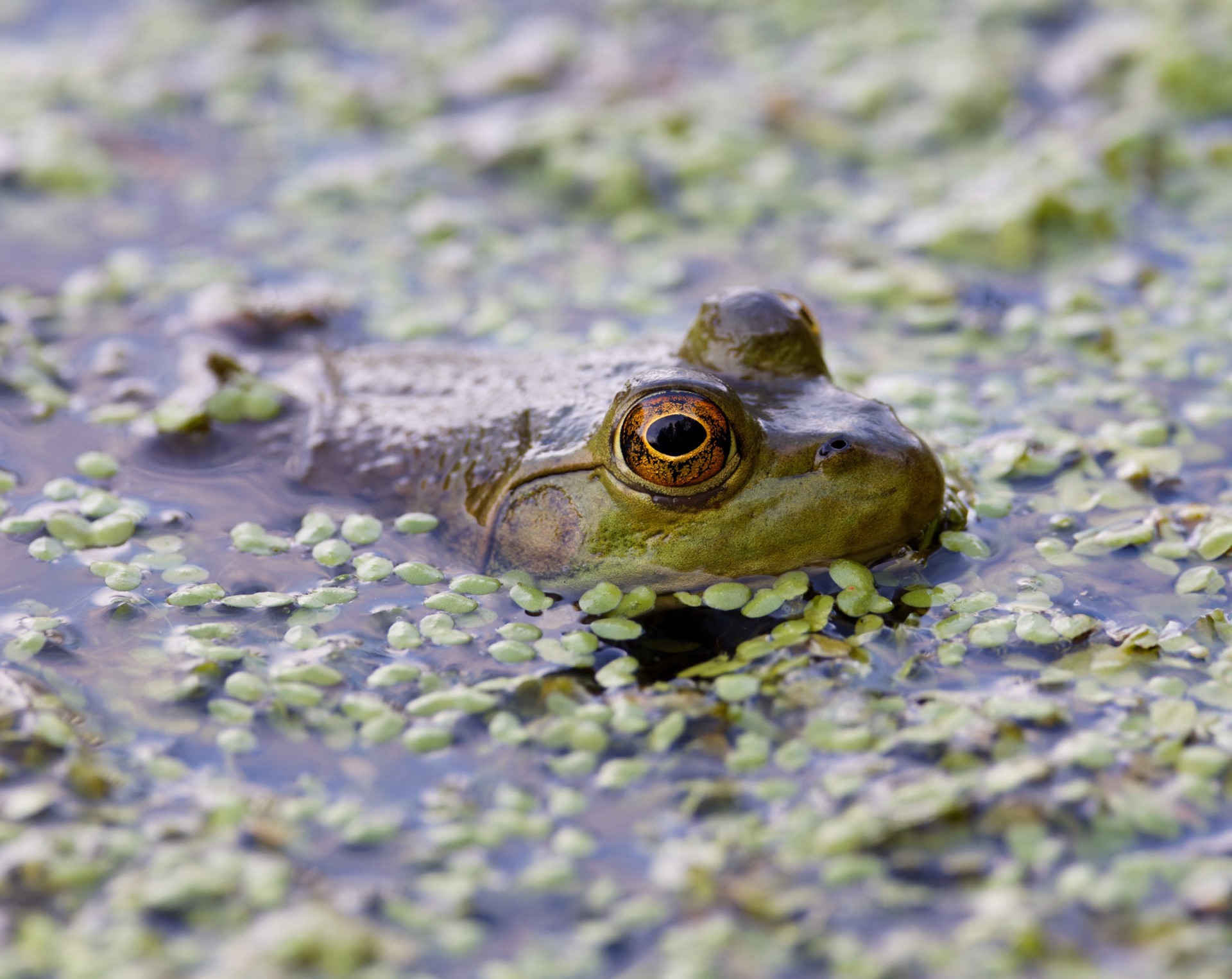 American Bullfrog