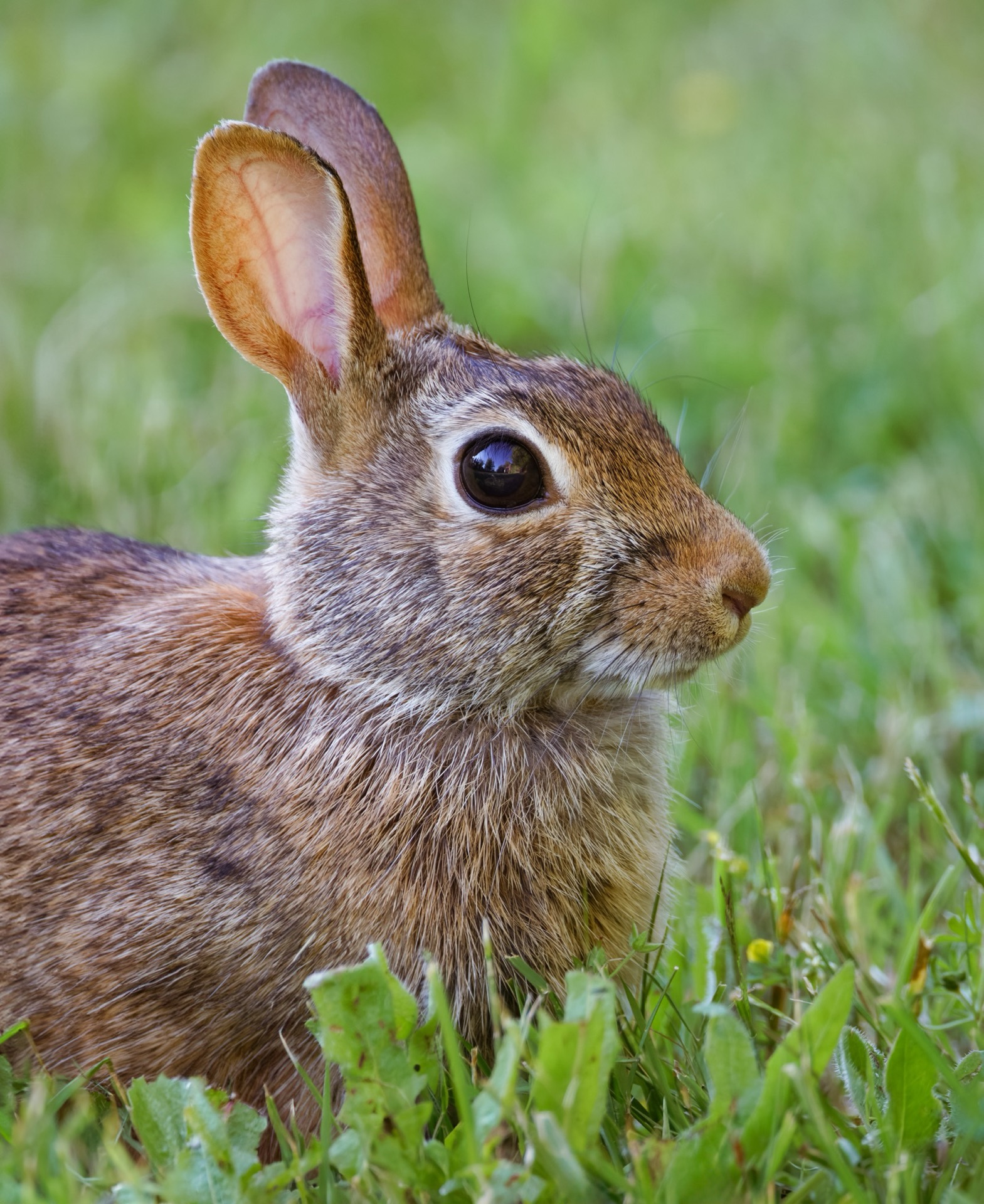 Eastern Cottontail