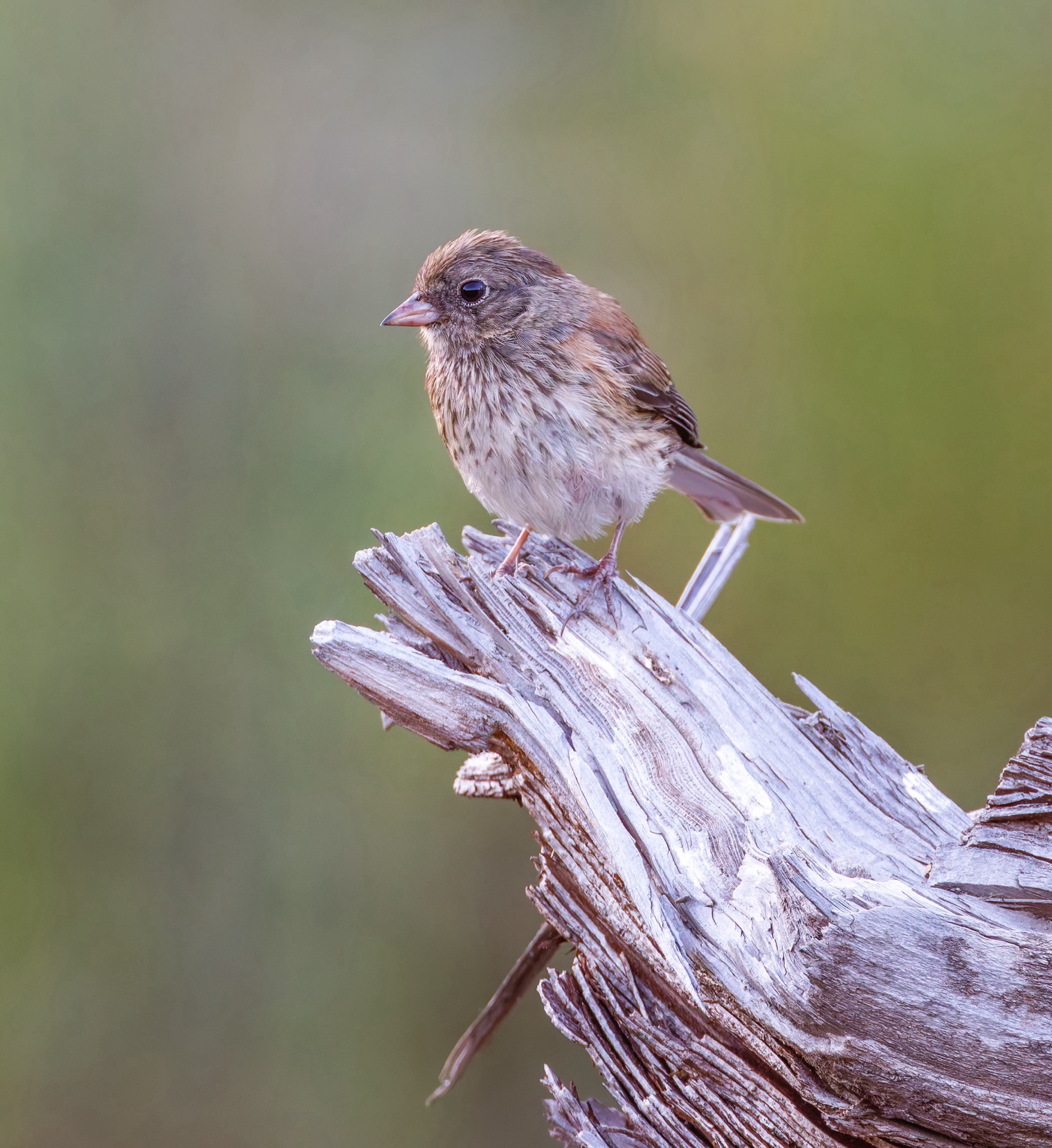 Dark-eyed Junco