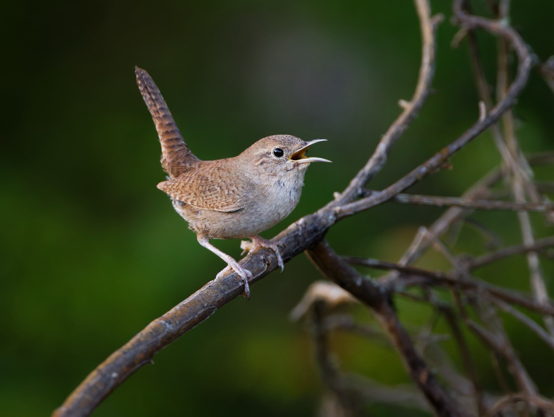 House Wren