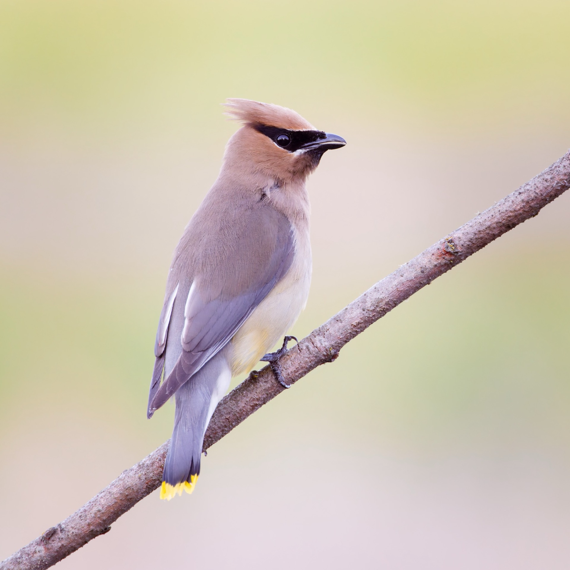 Cedar Waxwing
