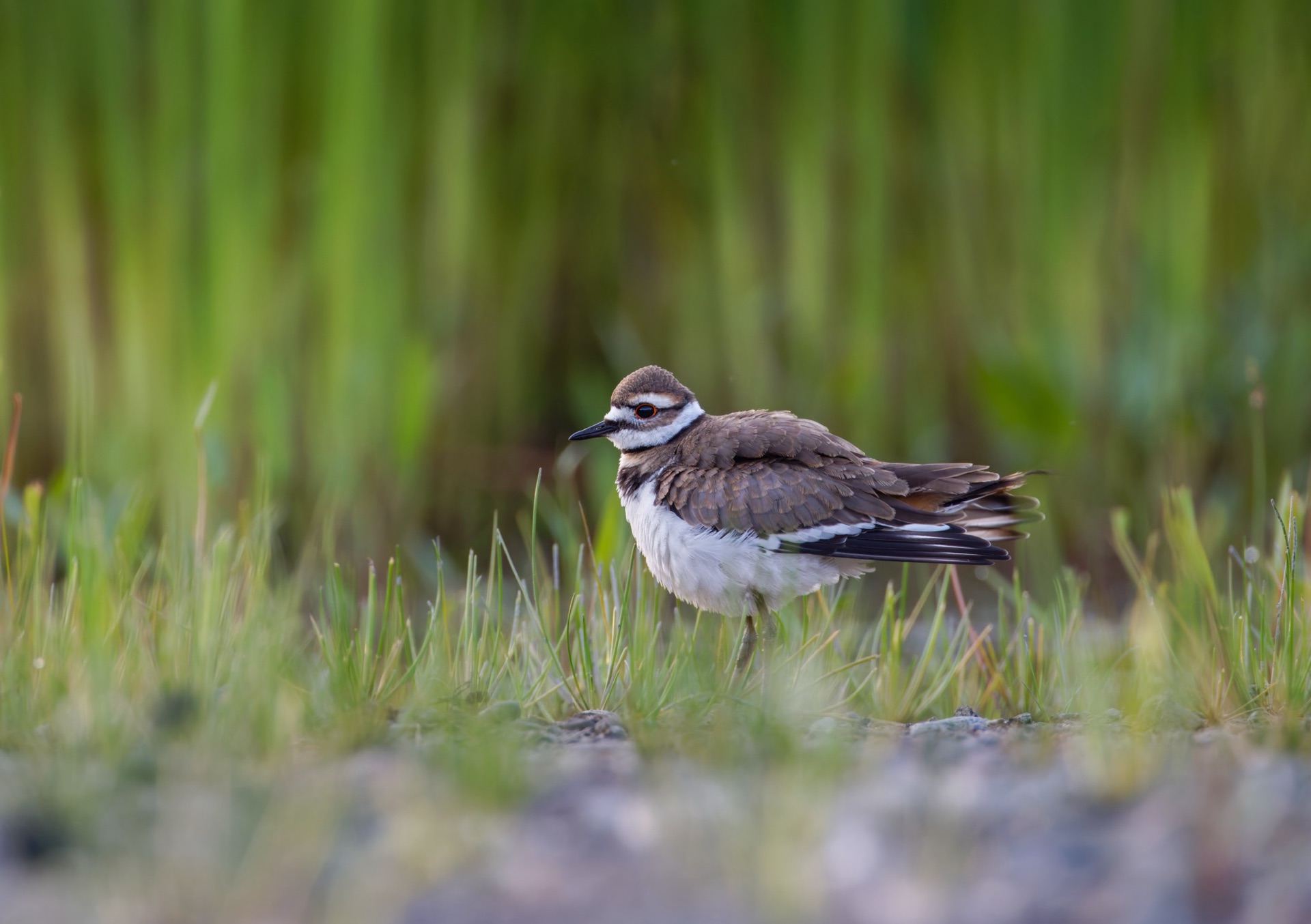 Killdeer