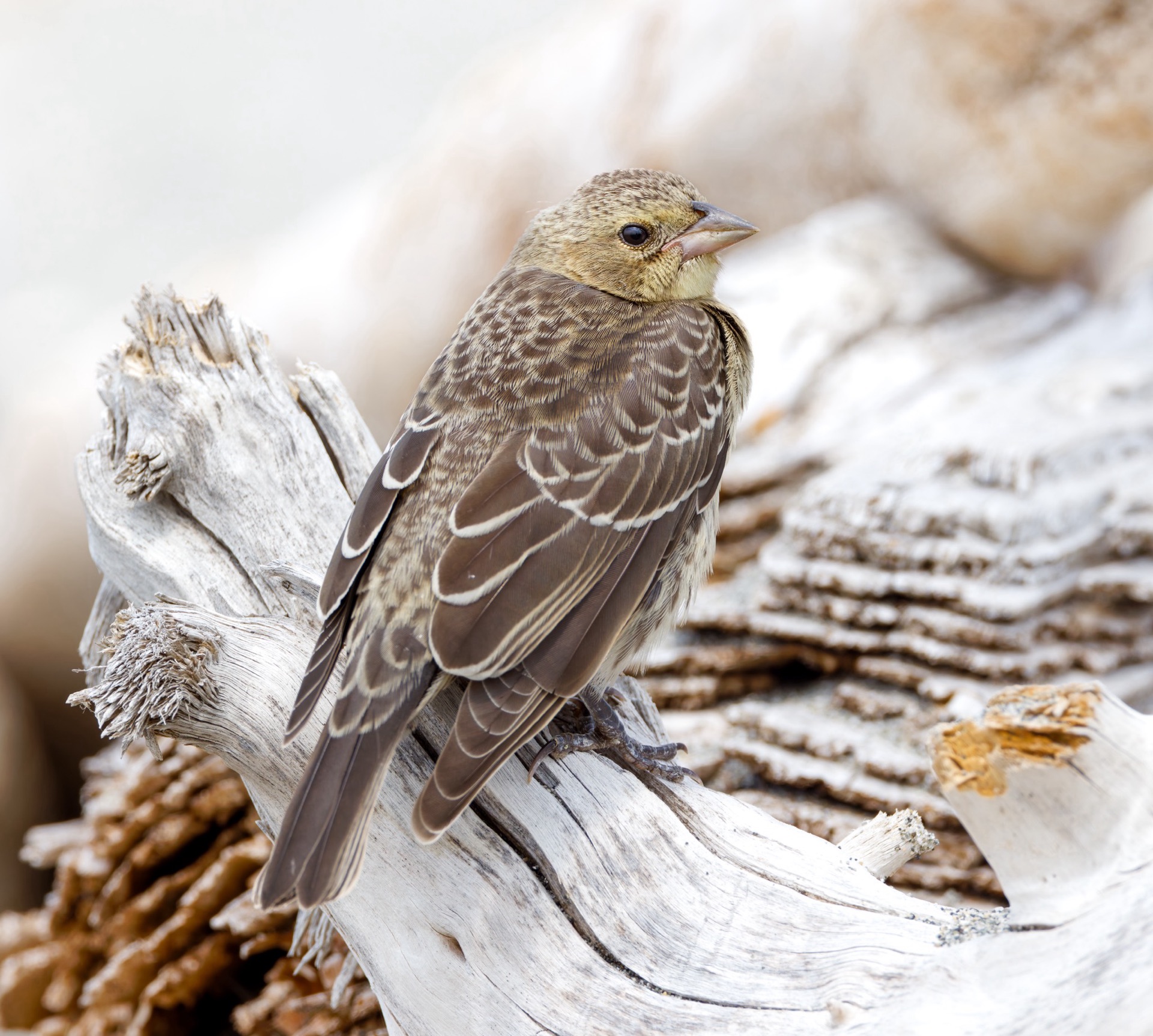 Brown-headed Cowbird