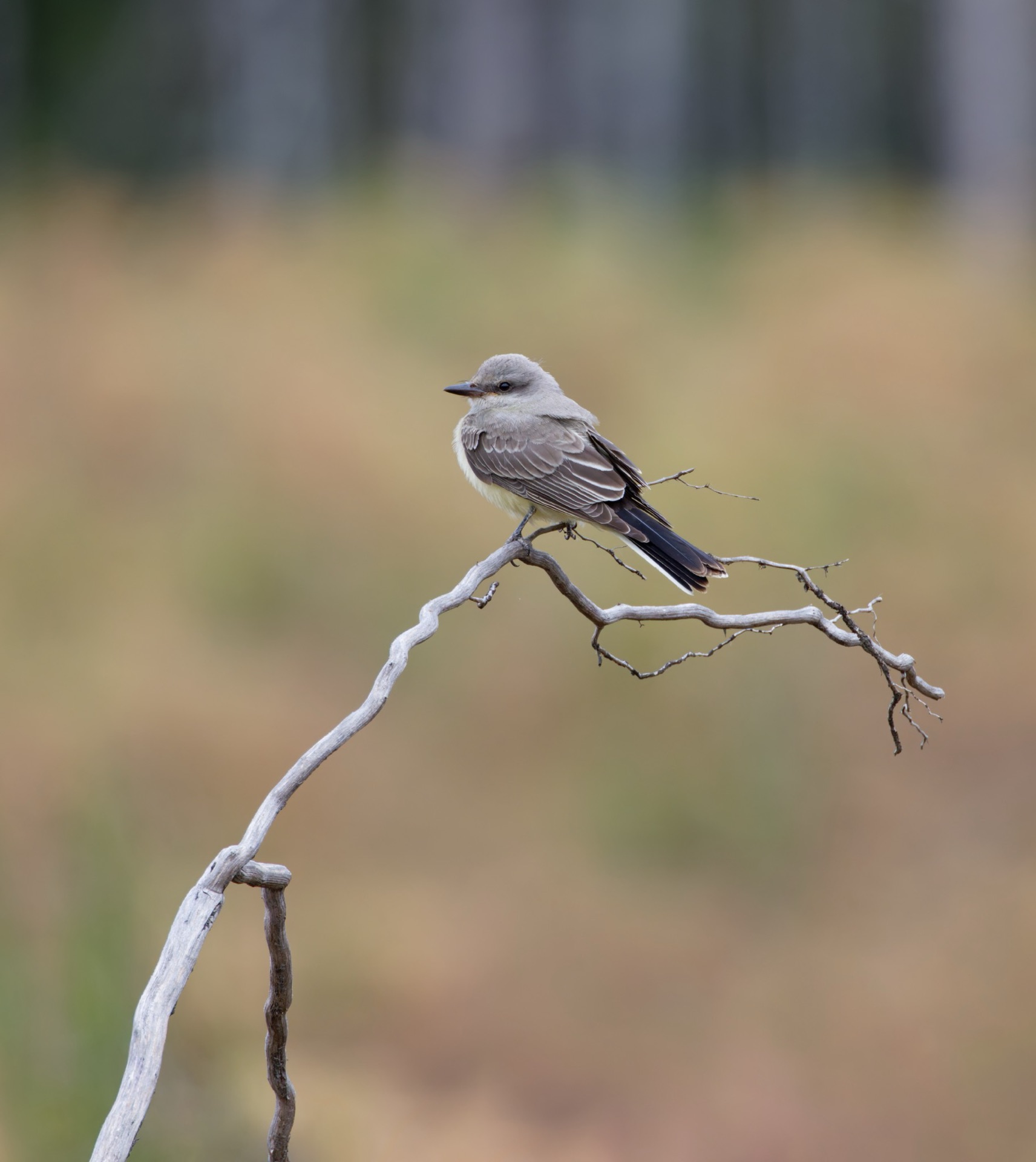 Western Kingbird