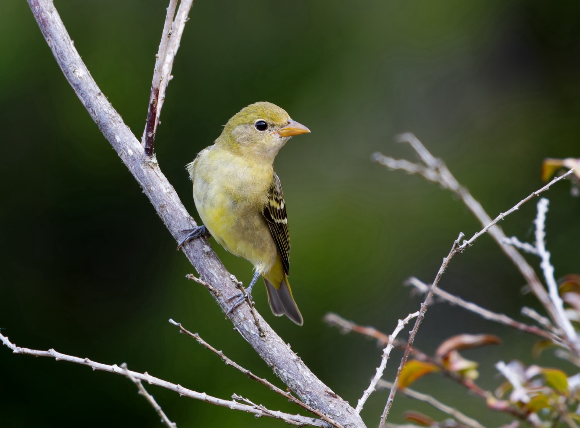 Western Tanager