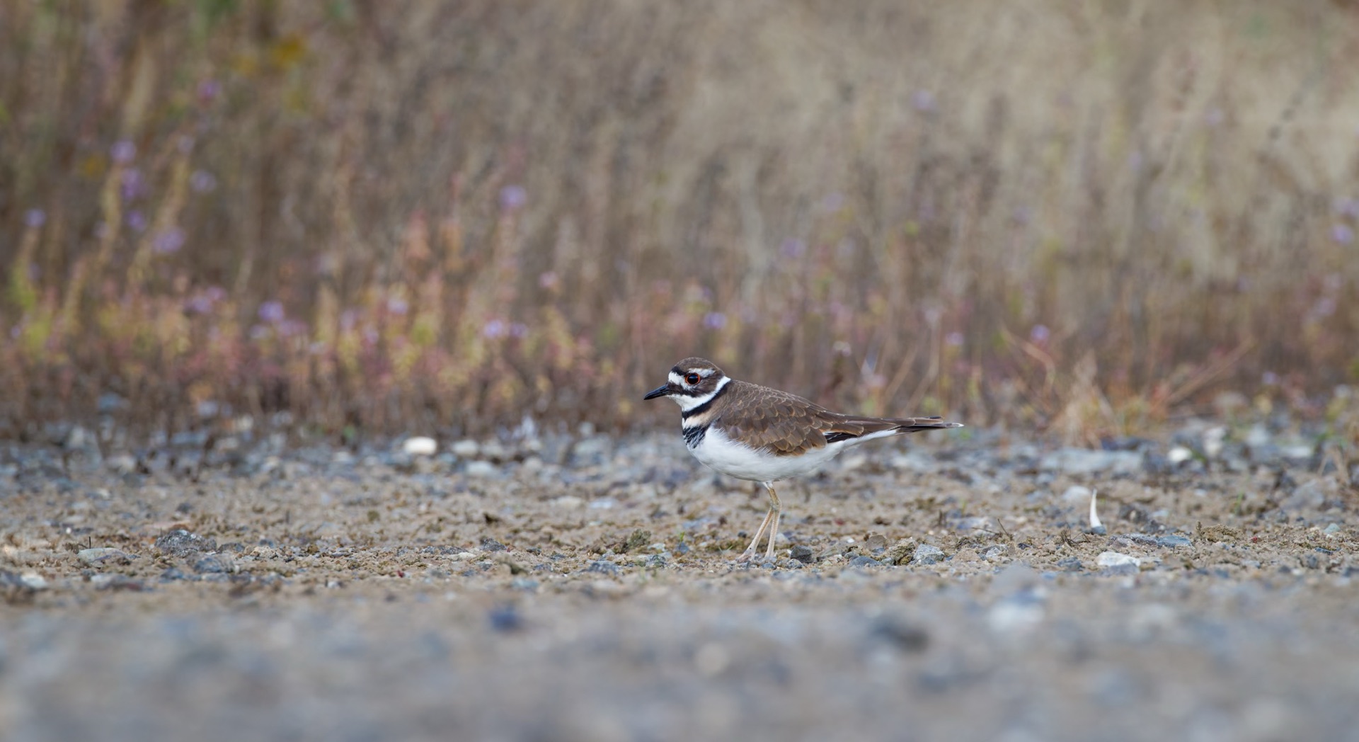 Killdeer