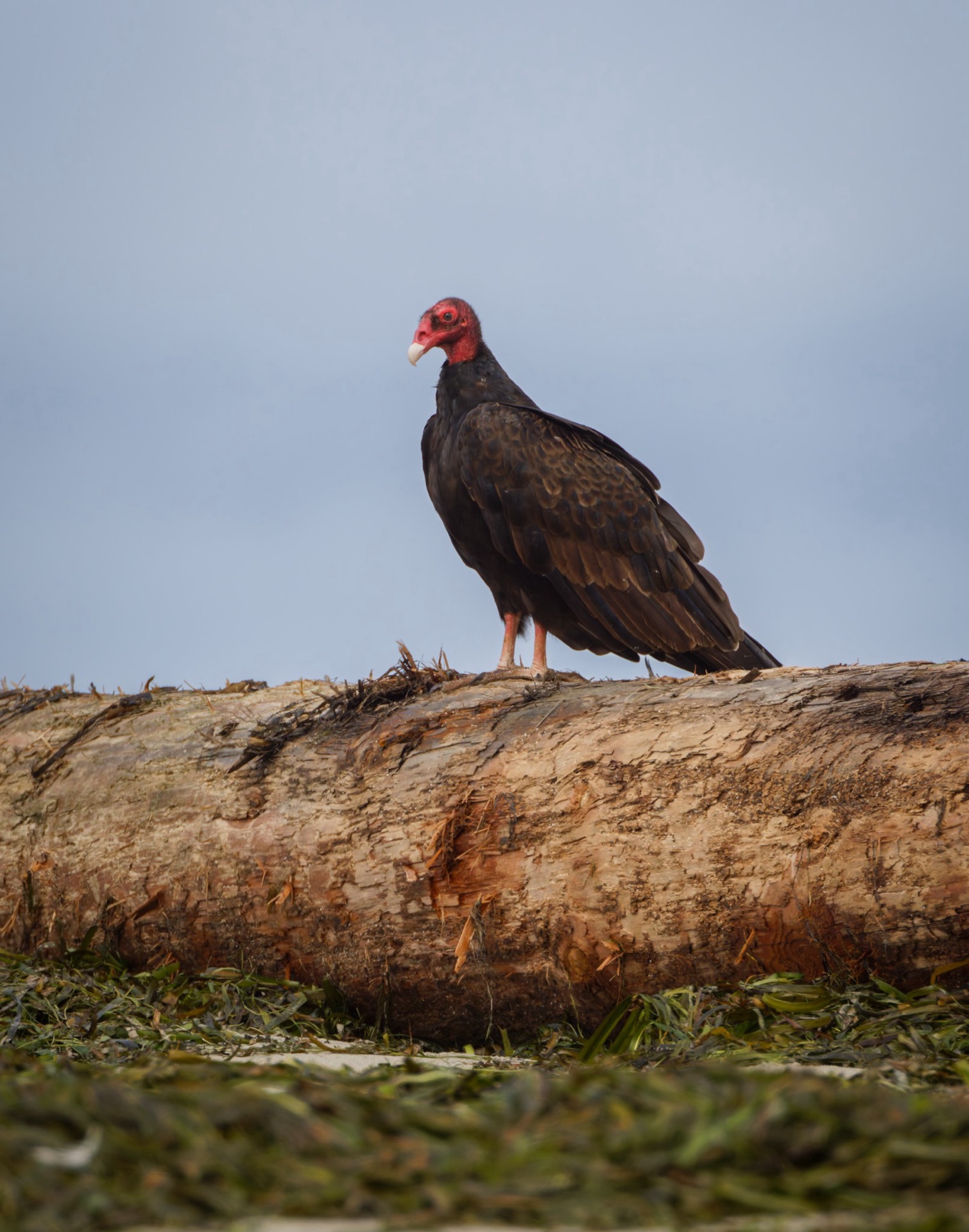 Turkey Vulture