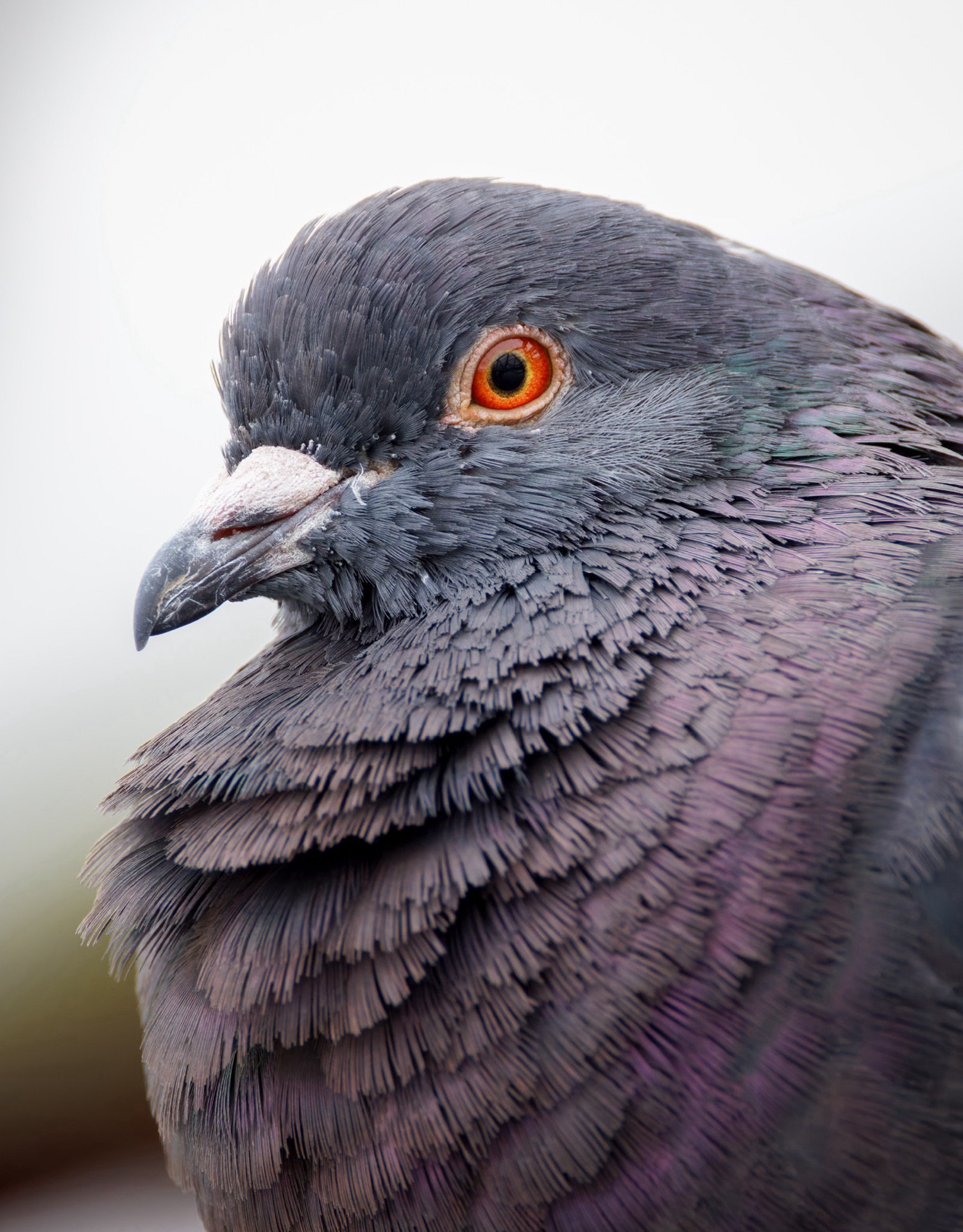 Rock Pigeon