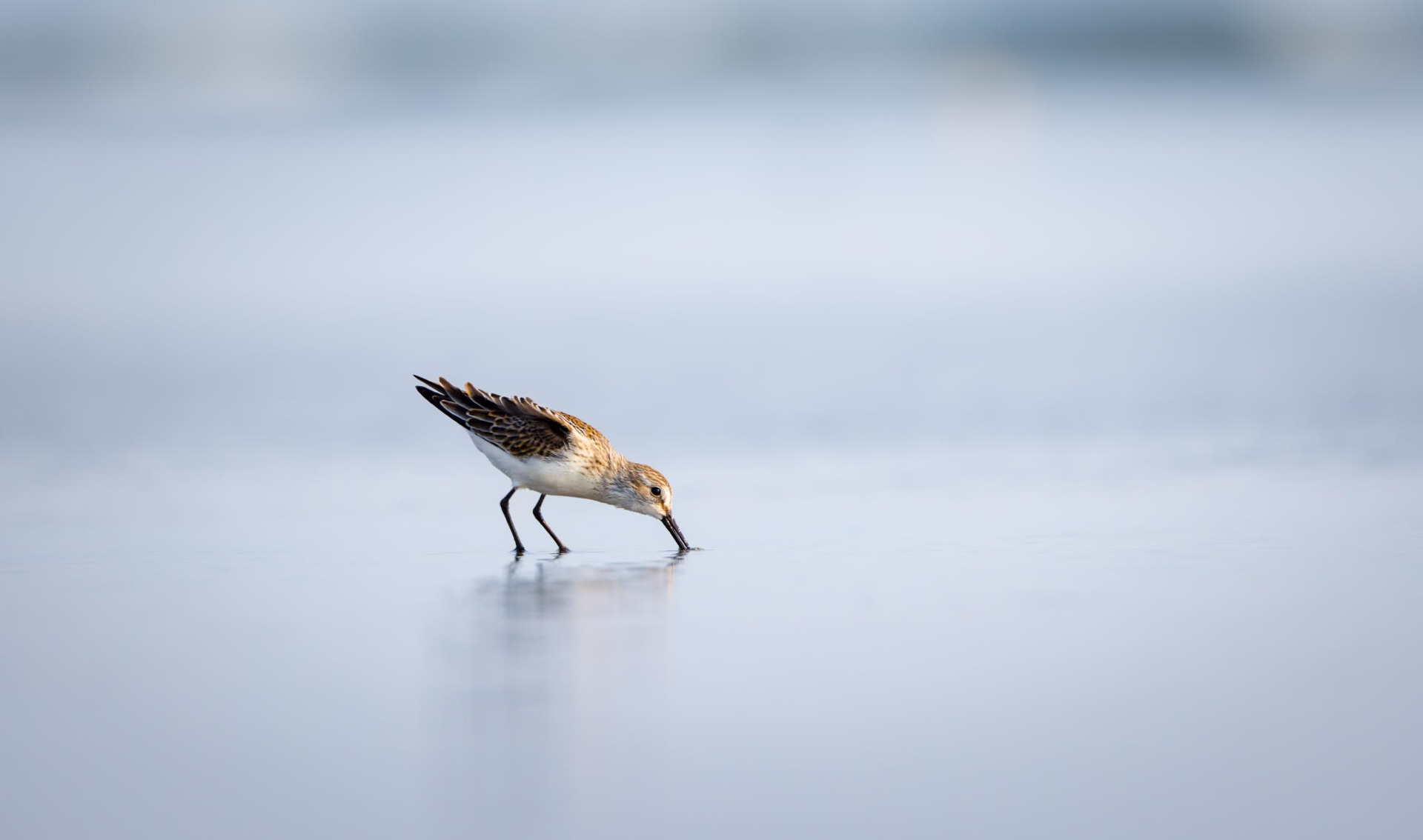 Western Sandpiper