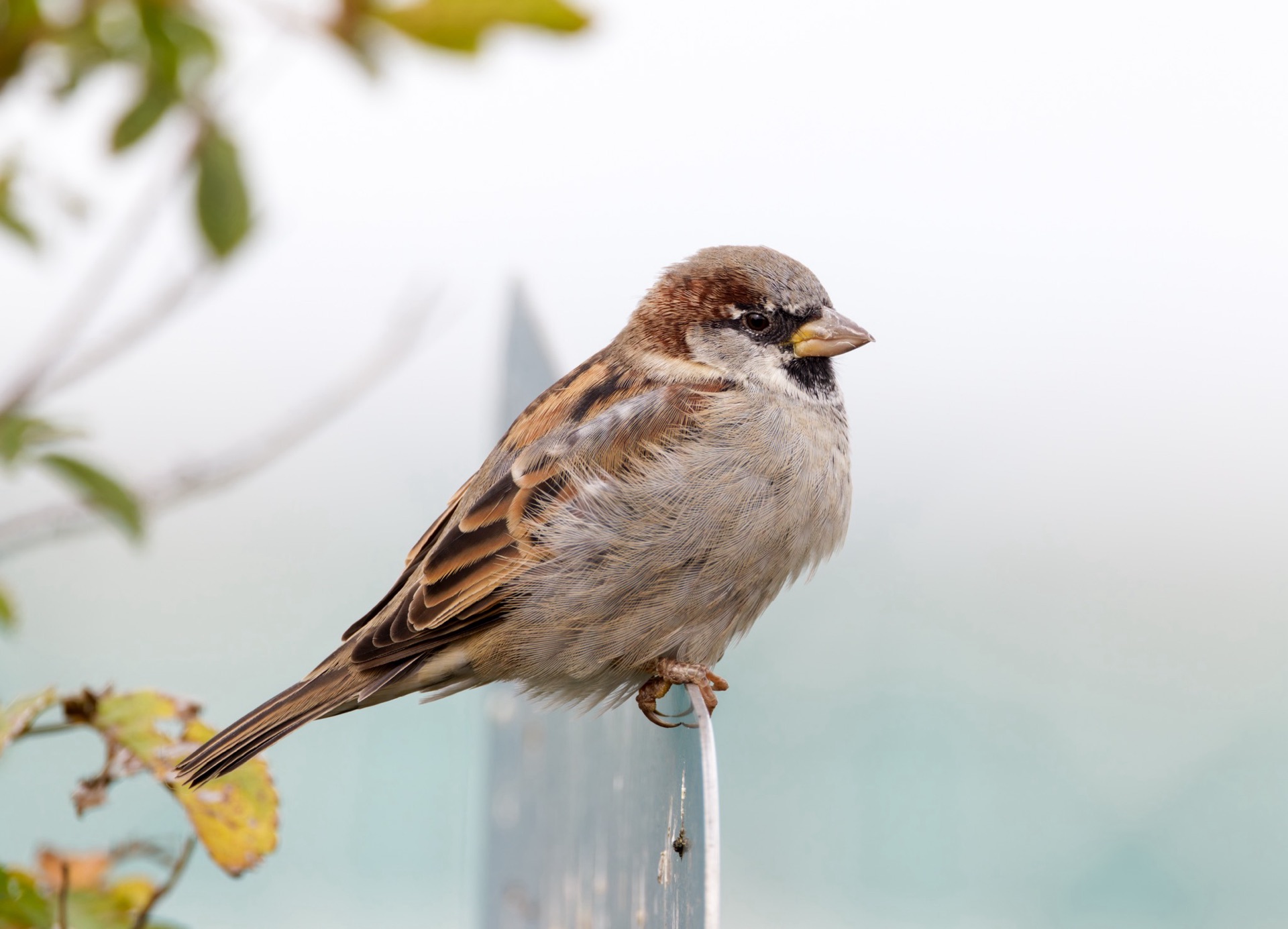 House Sparrow