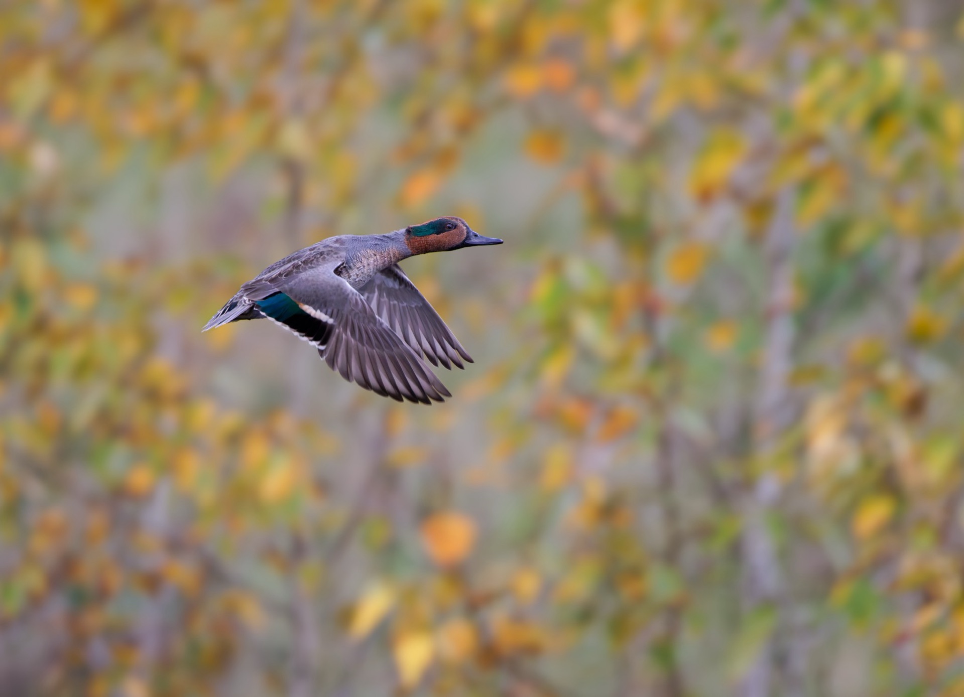 Green-winged Teal
