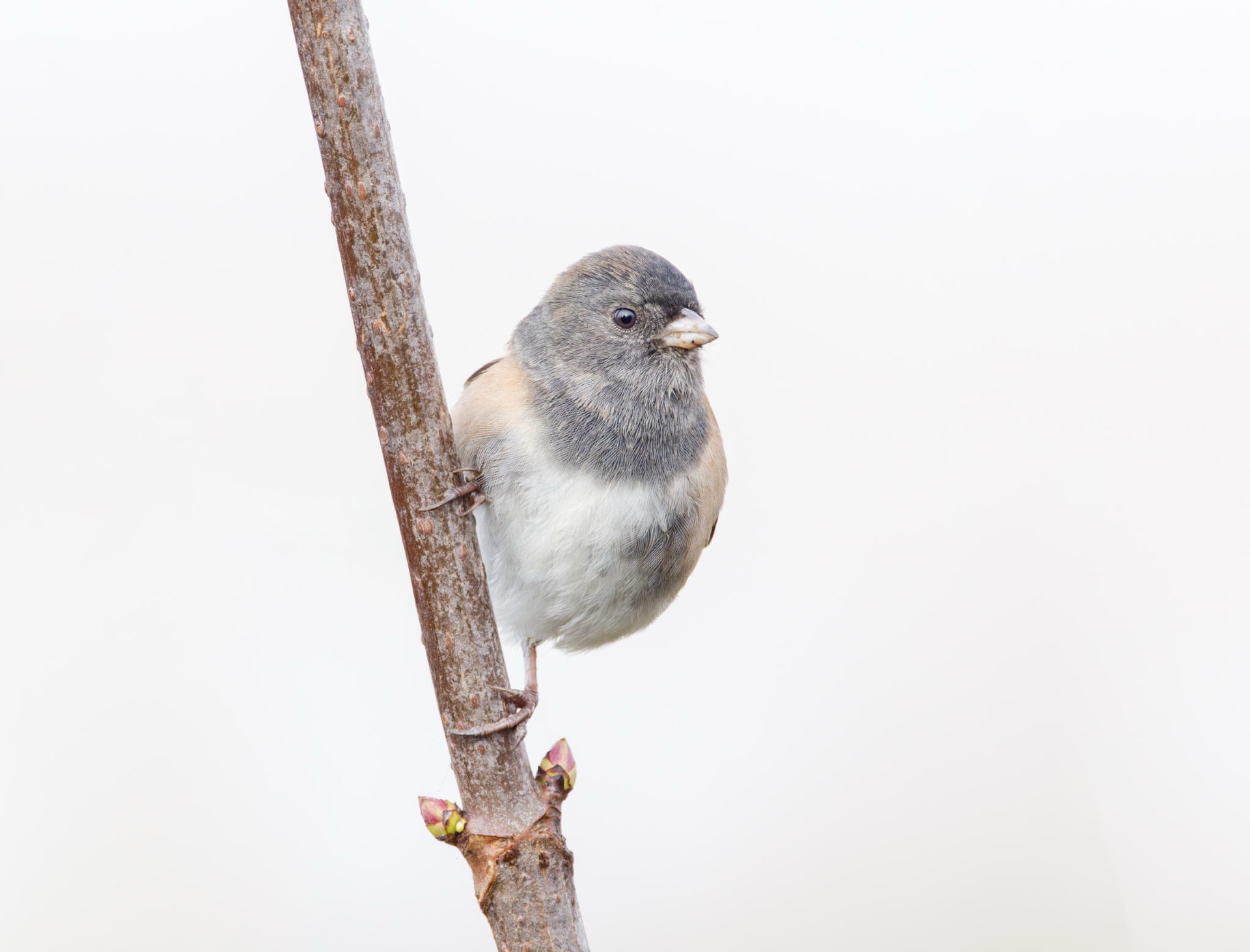 Dark-eyed Junco