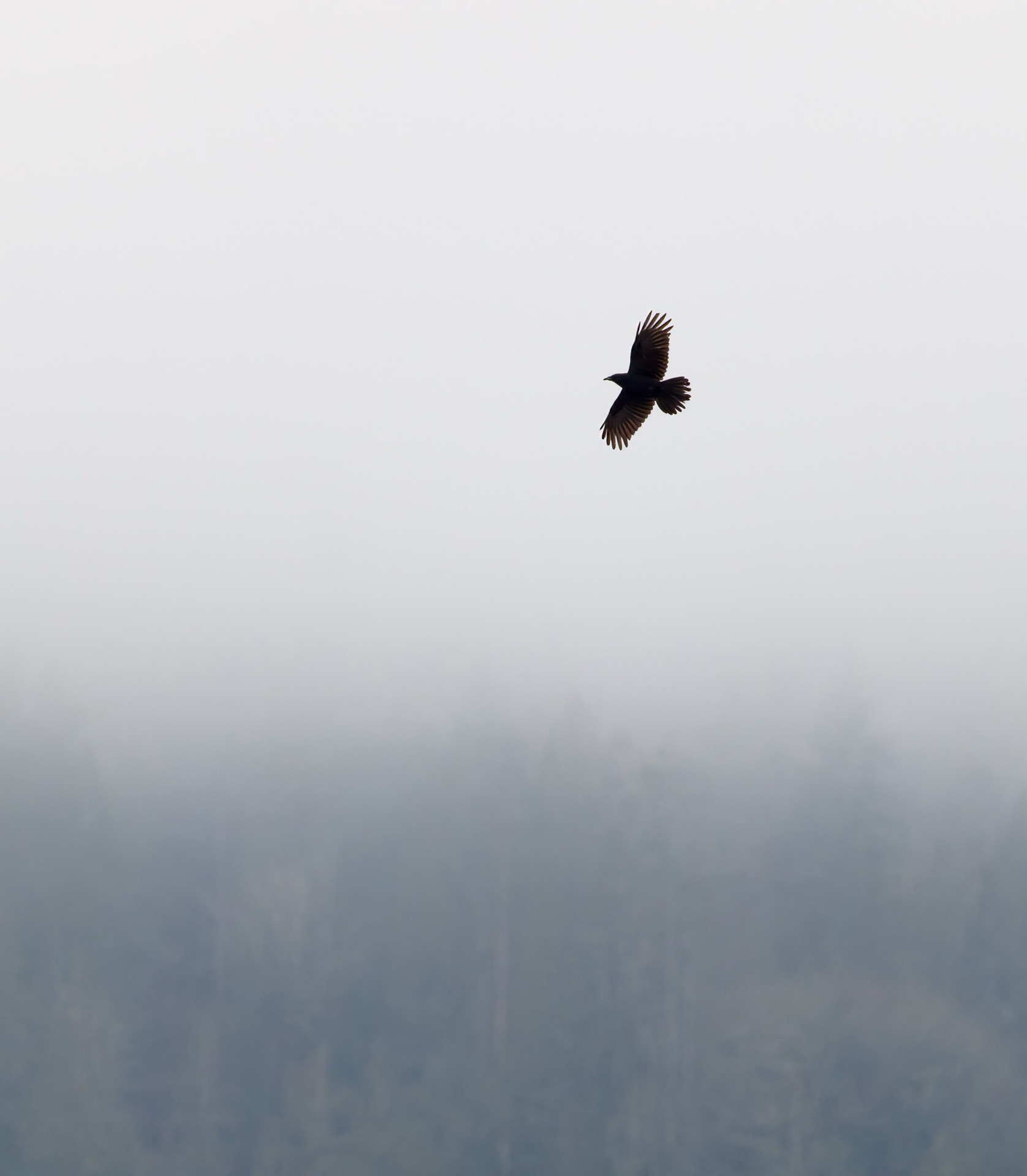 American Crow