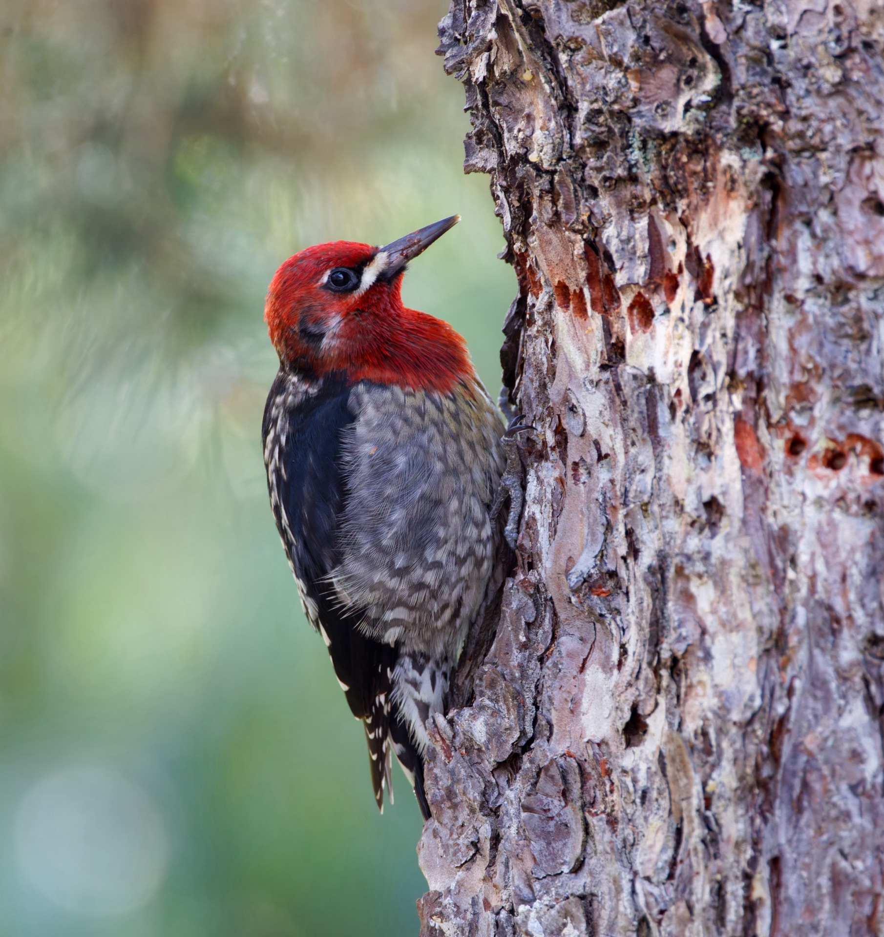 Red-breasted Sapsucker