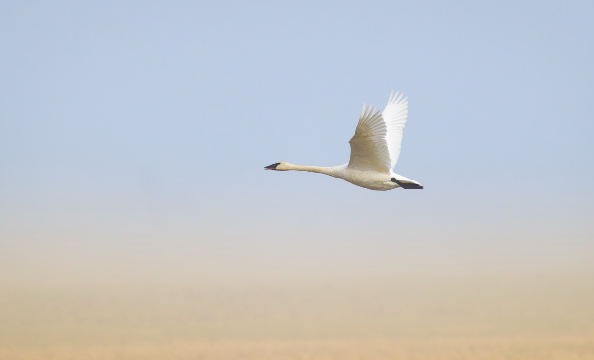 Trumpeter Swan