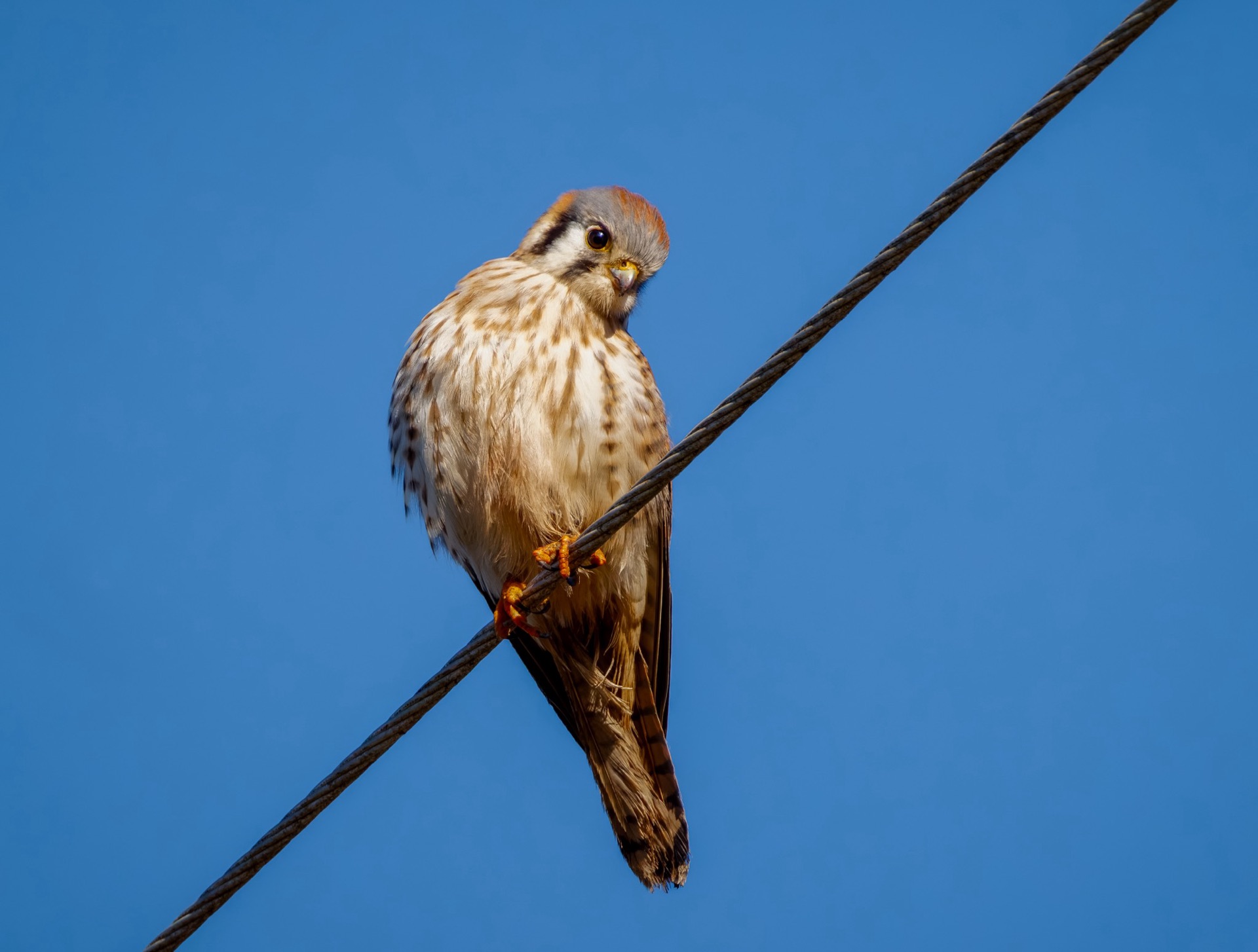American Kestrel