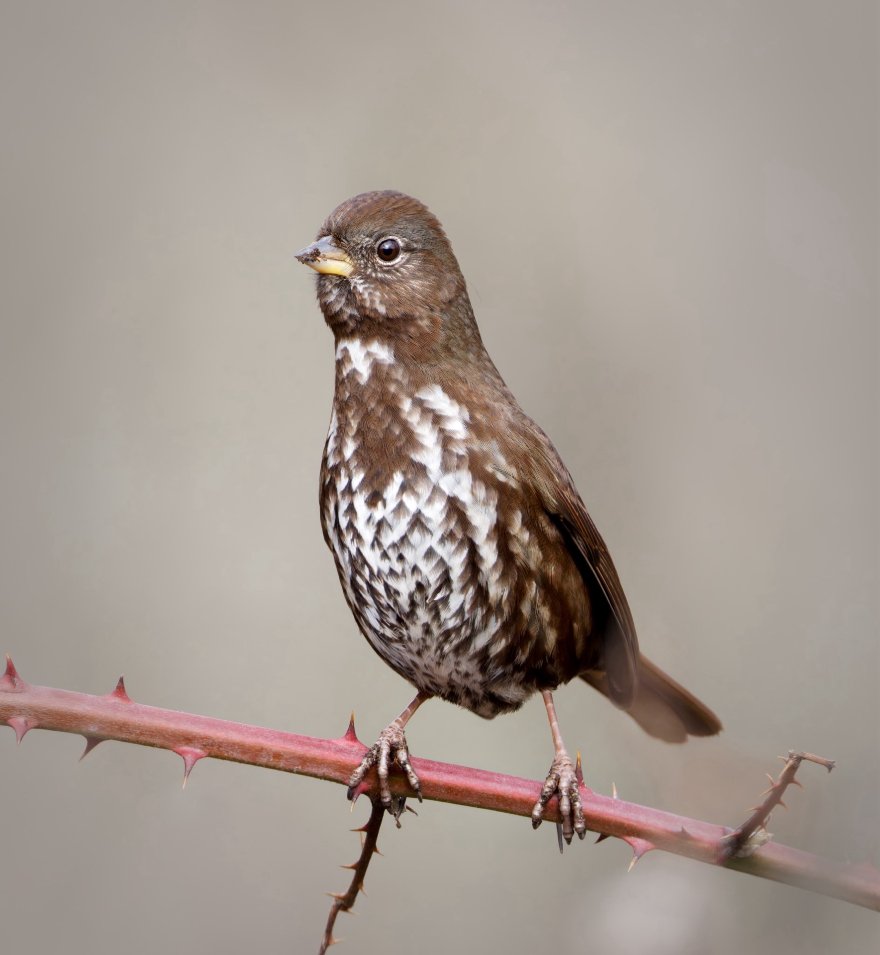 Fox Sparrow