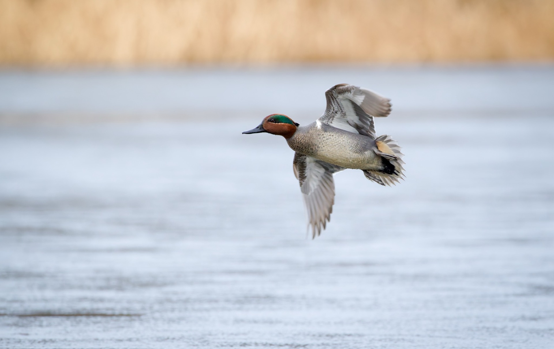 Green-winged Teal