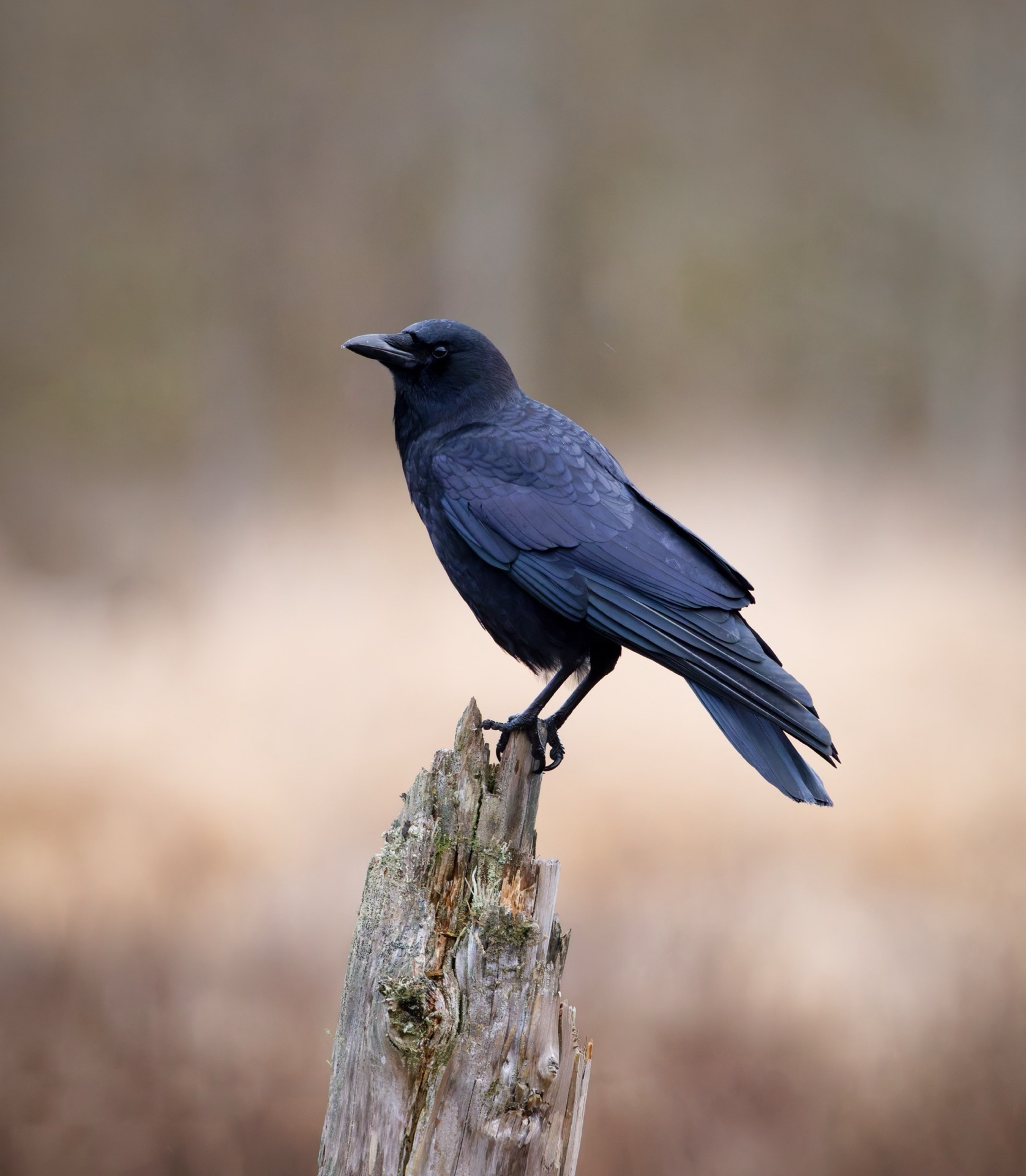 American Crow