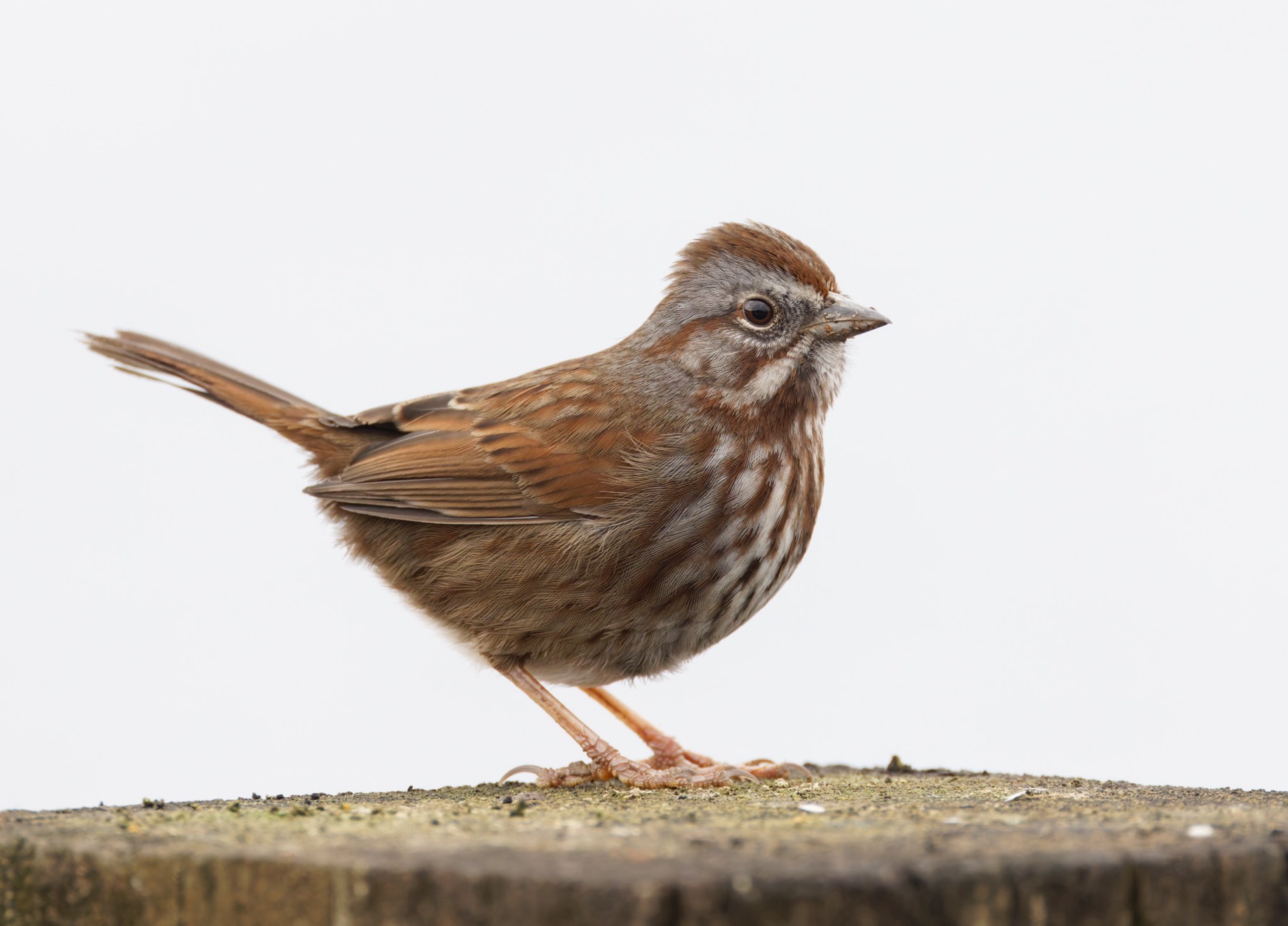 Song Sparrow