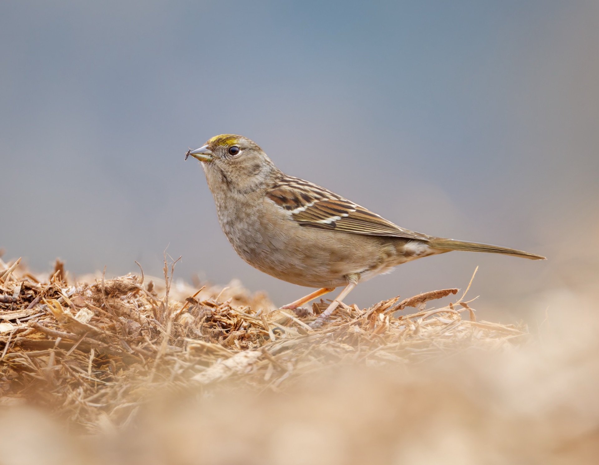 Golden Crowned Sparrow