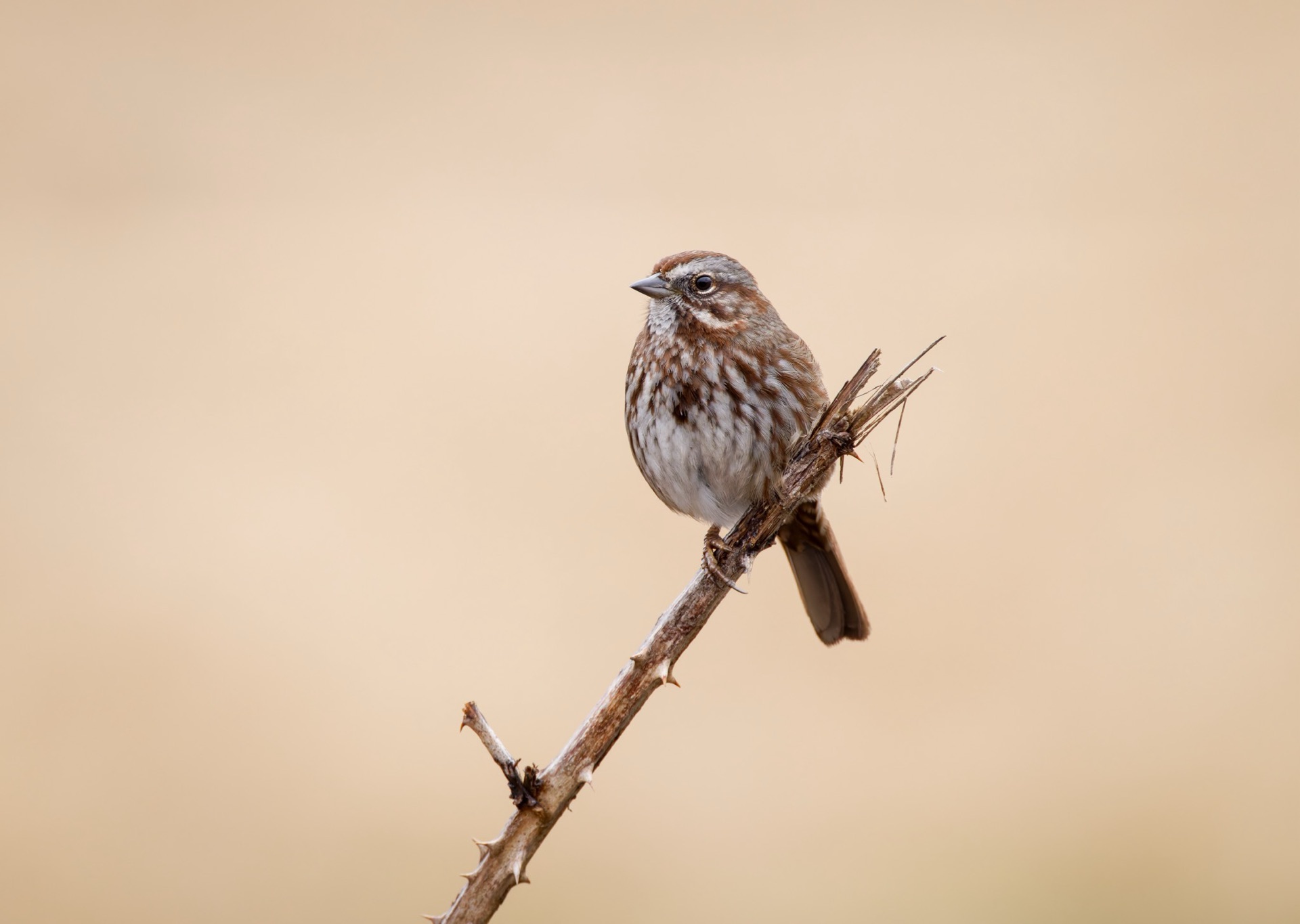 Song Sparrow