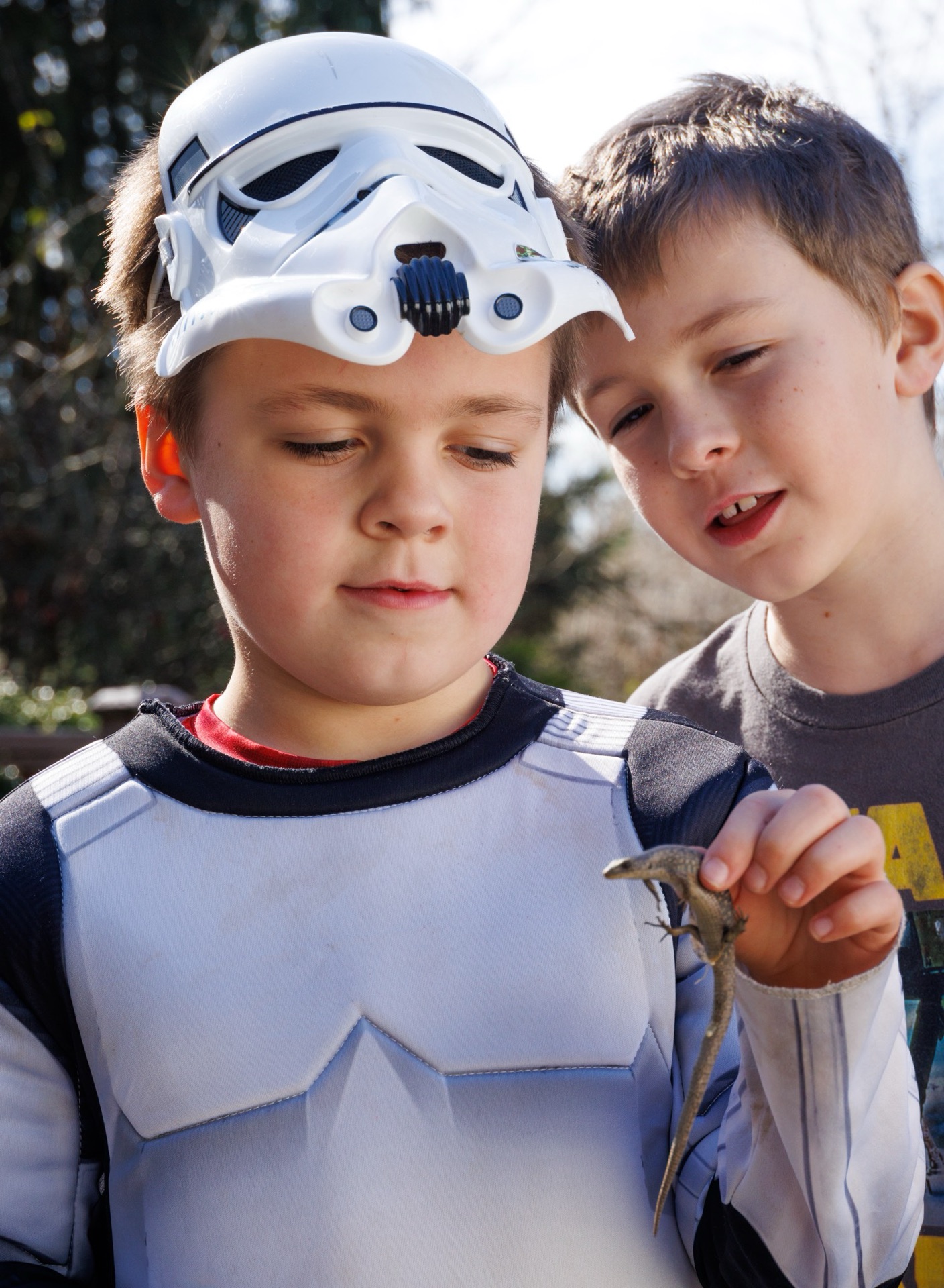 Northern Alligator Lizard