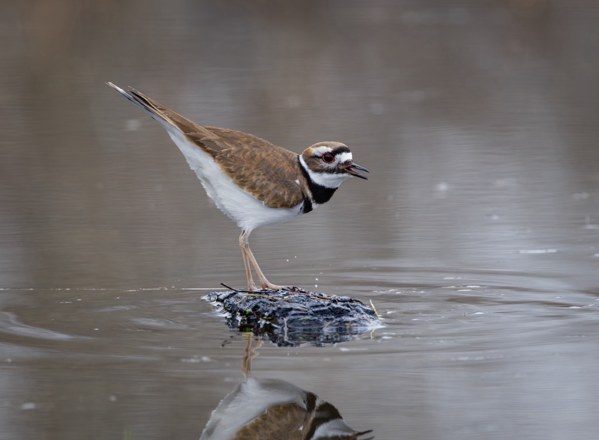 Killdeer
