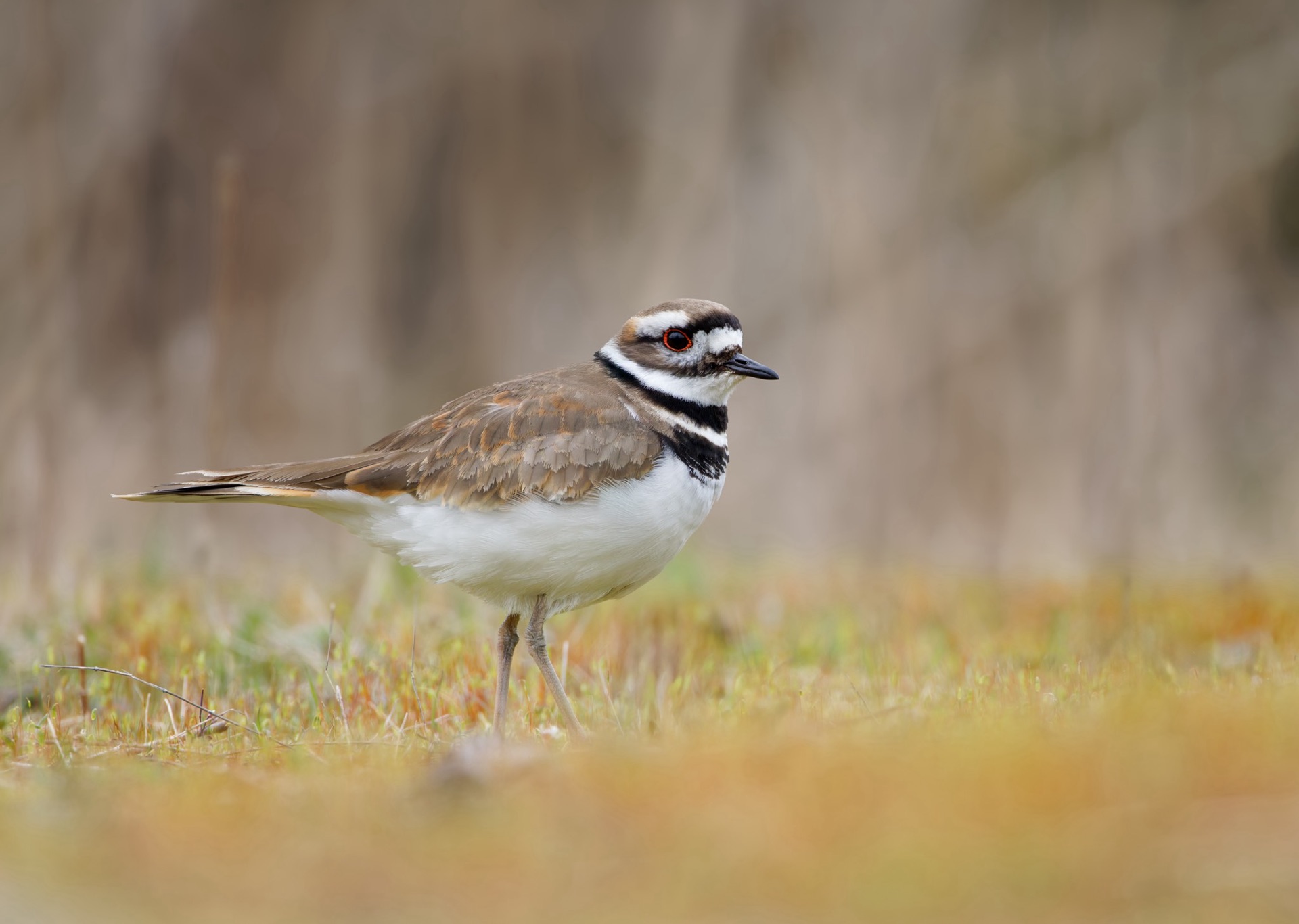 Killdeer