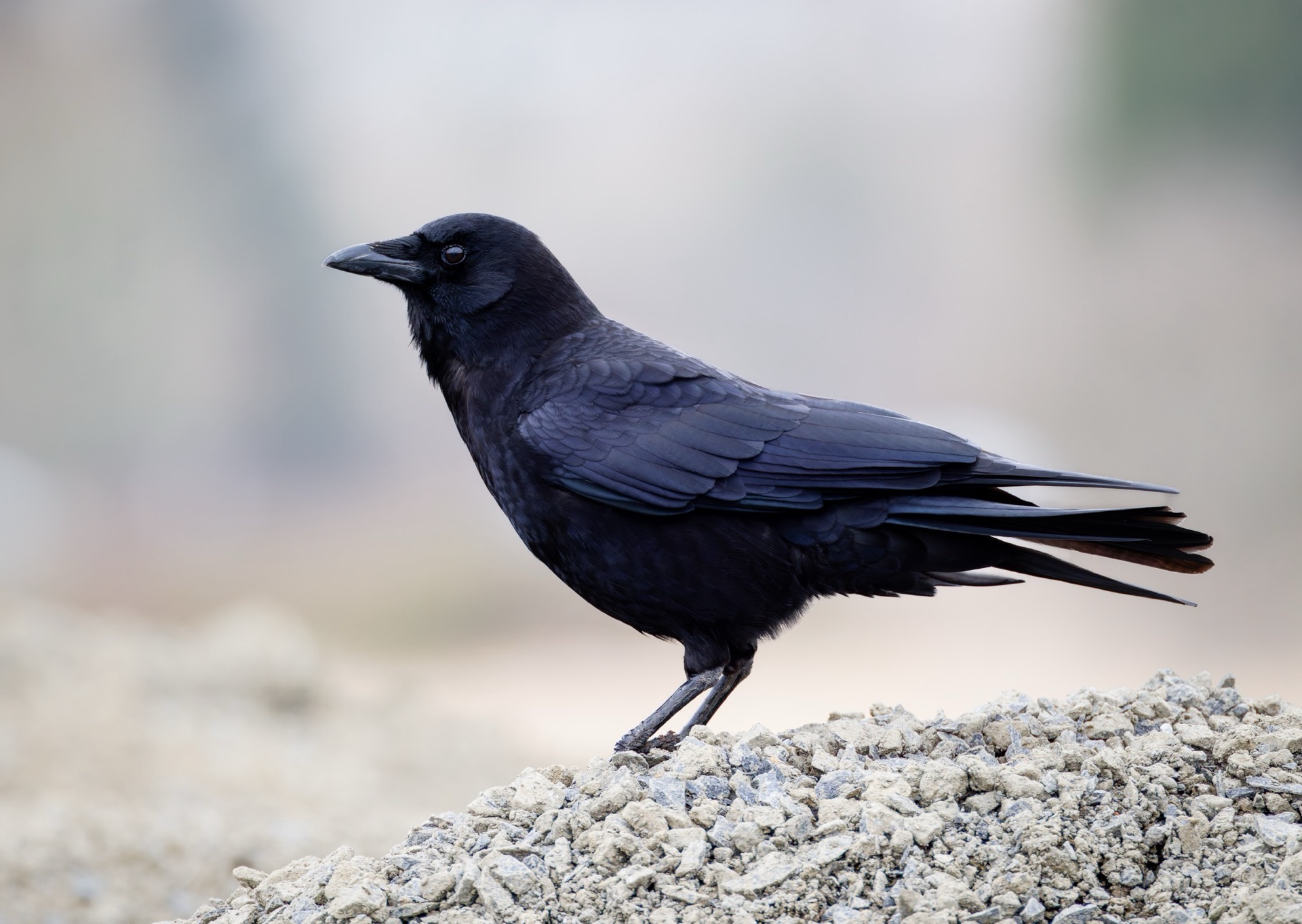 American Crow